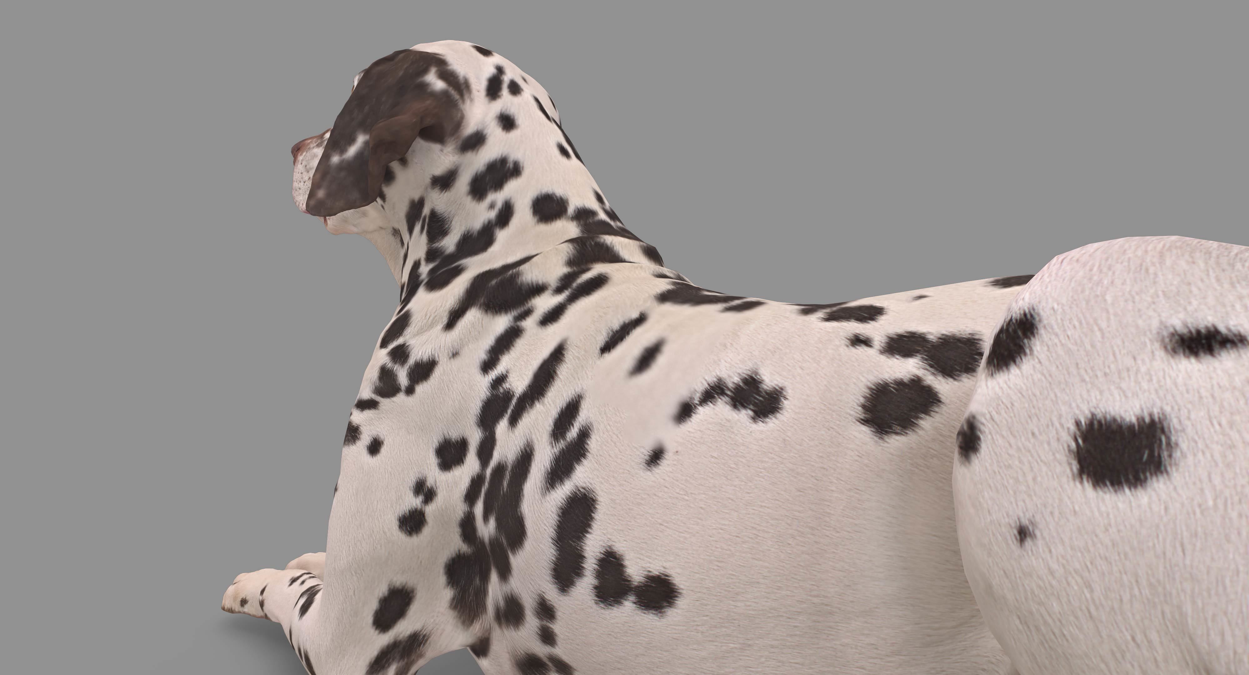 Dalmatian Lying Dog Low-poly 3D model_109