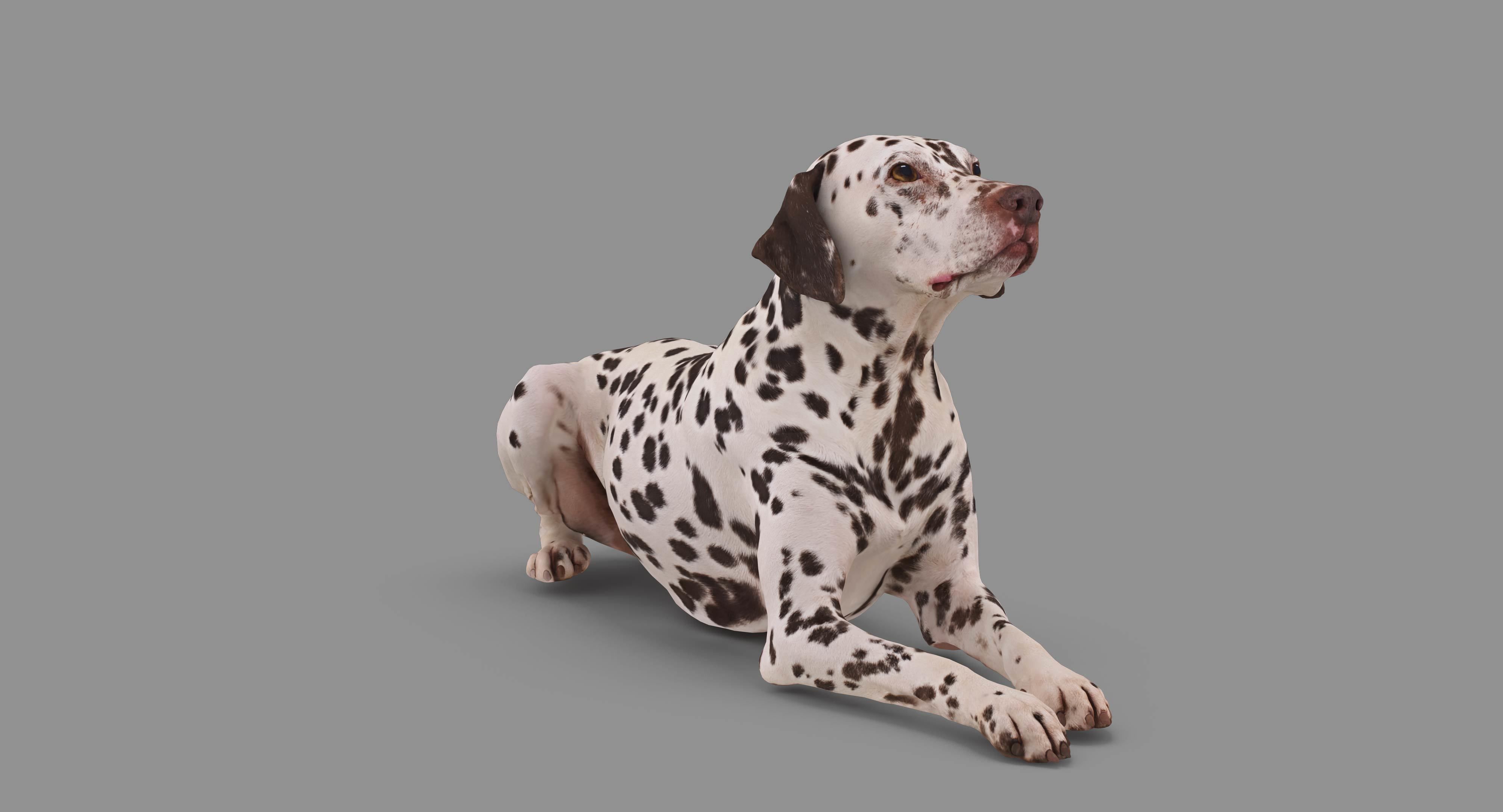 Dalmatian Lying Dog Low-poly 3D model_49