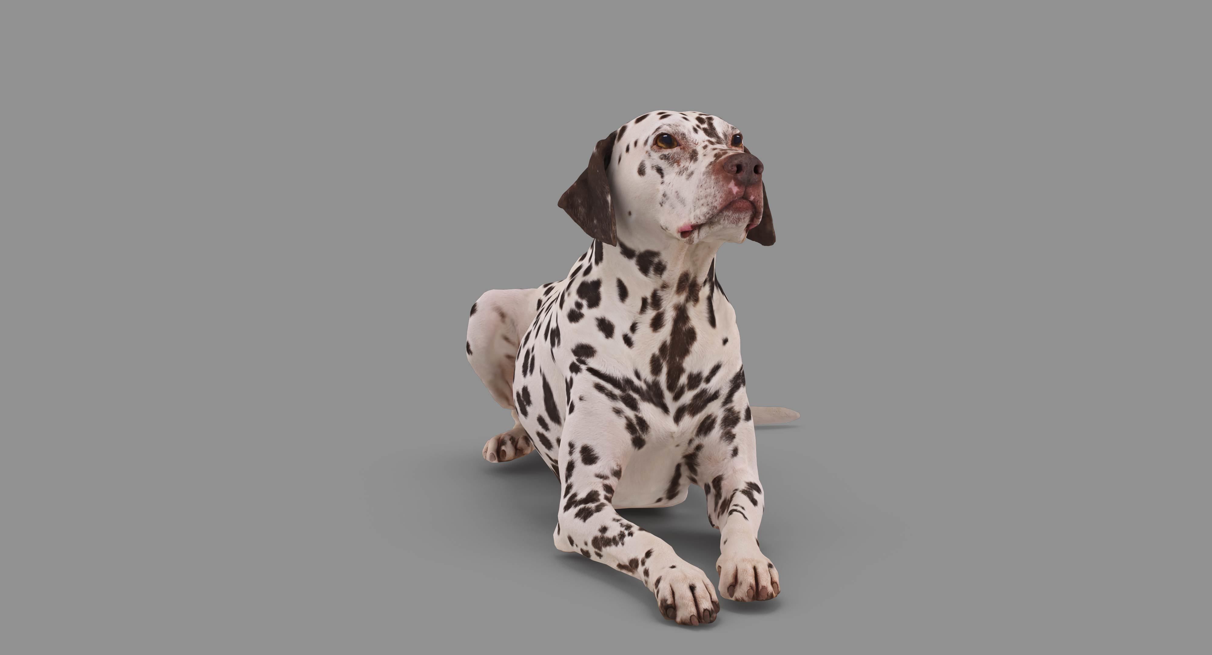 Dalmatian Lying Dog Low-poly 3D model_47