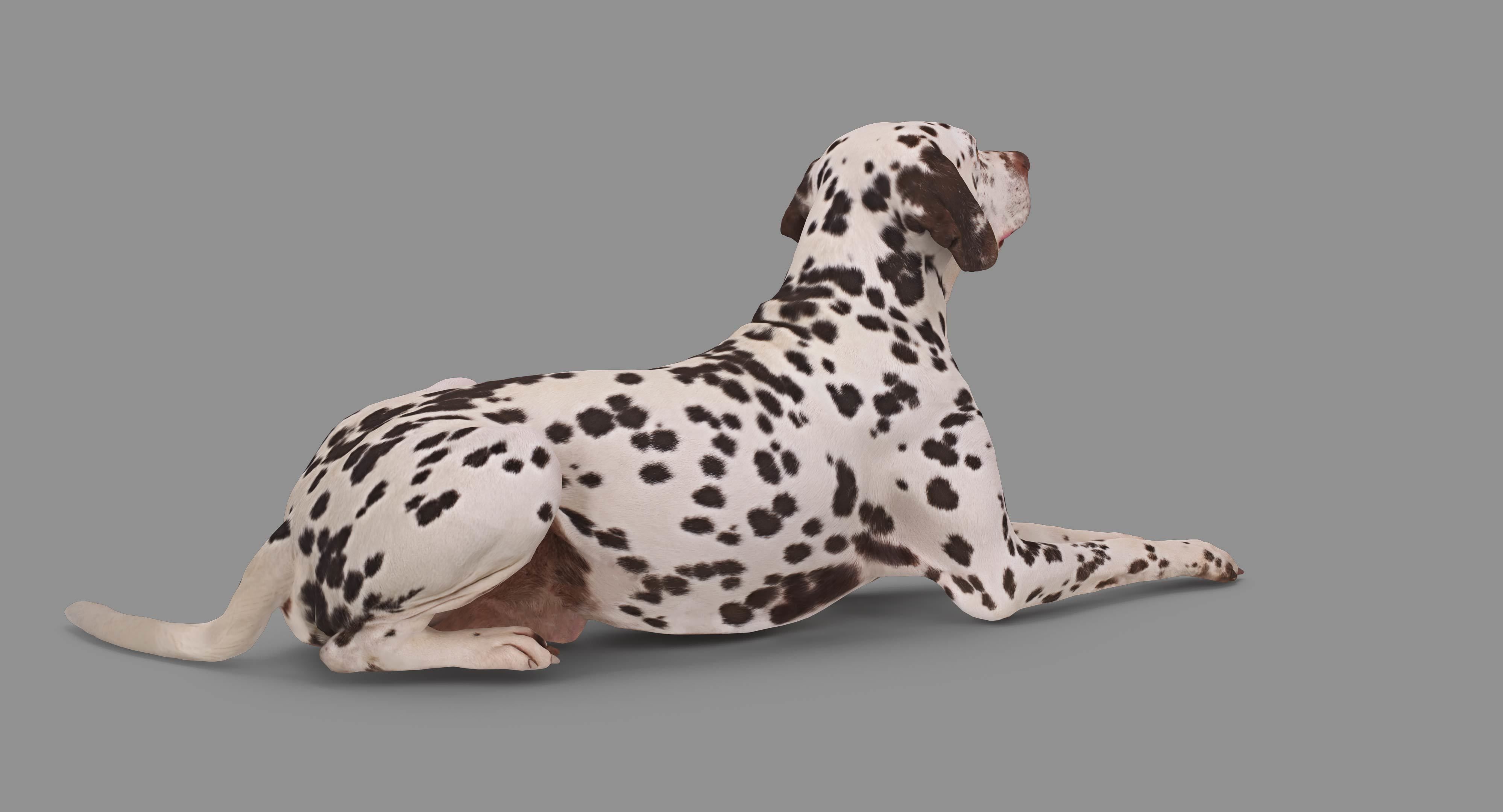 Dalmatian Lying Dog Low-poly 3D model_61