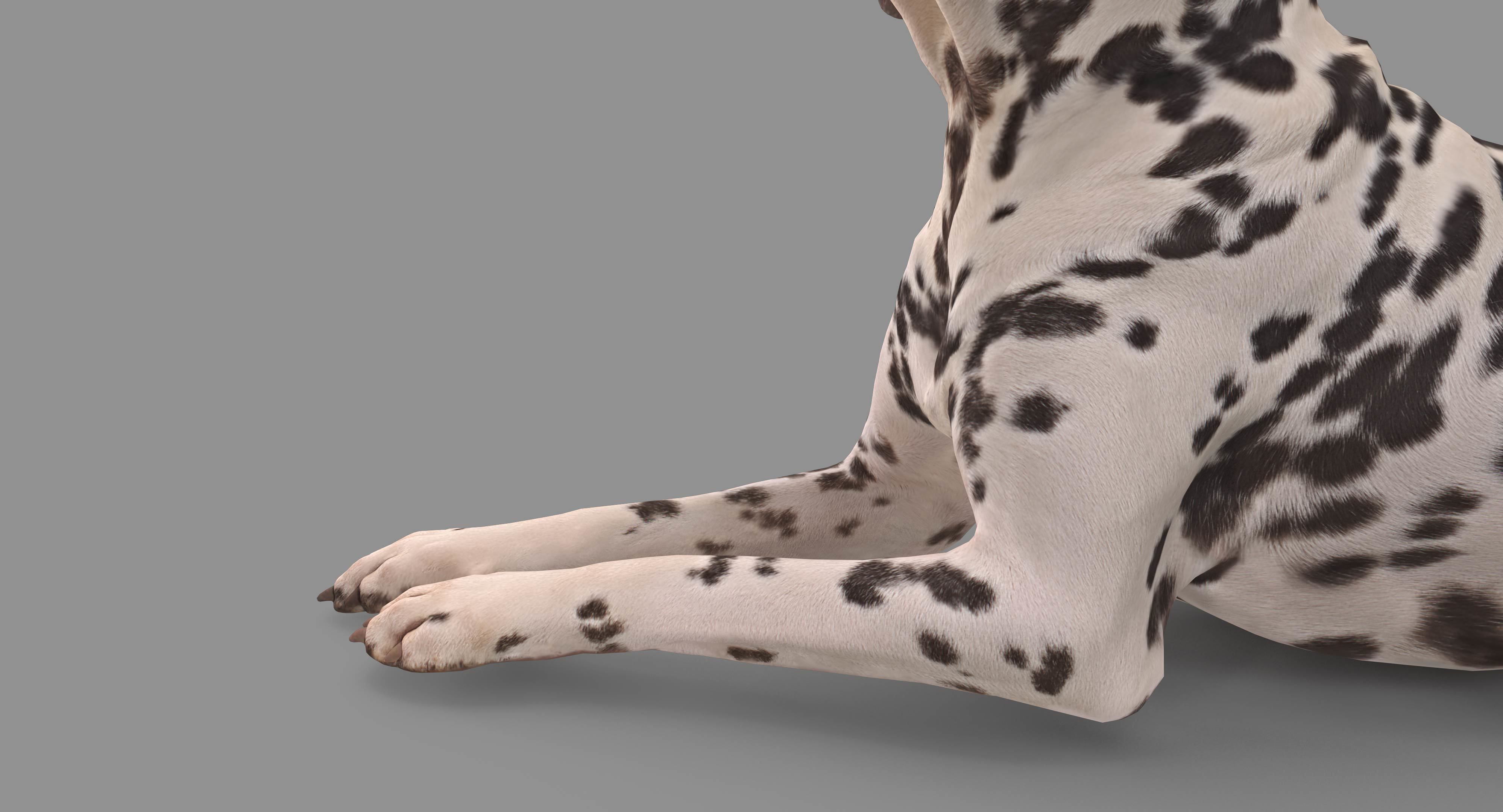 Dalmatian Lying Dog Low-poly 3D model_119