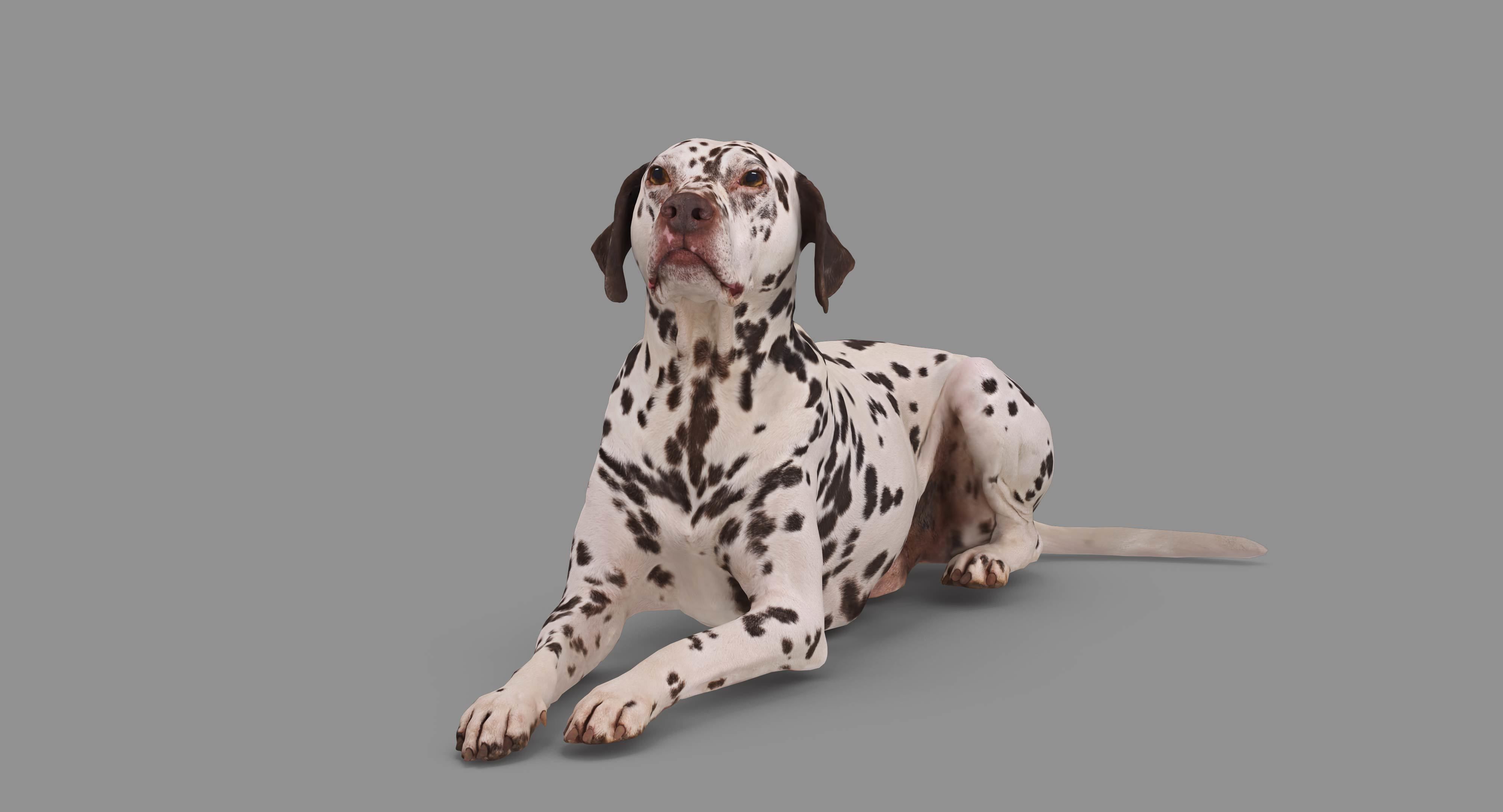 Dalmatian Lying Dog Low-poly 3D model_43