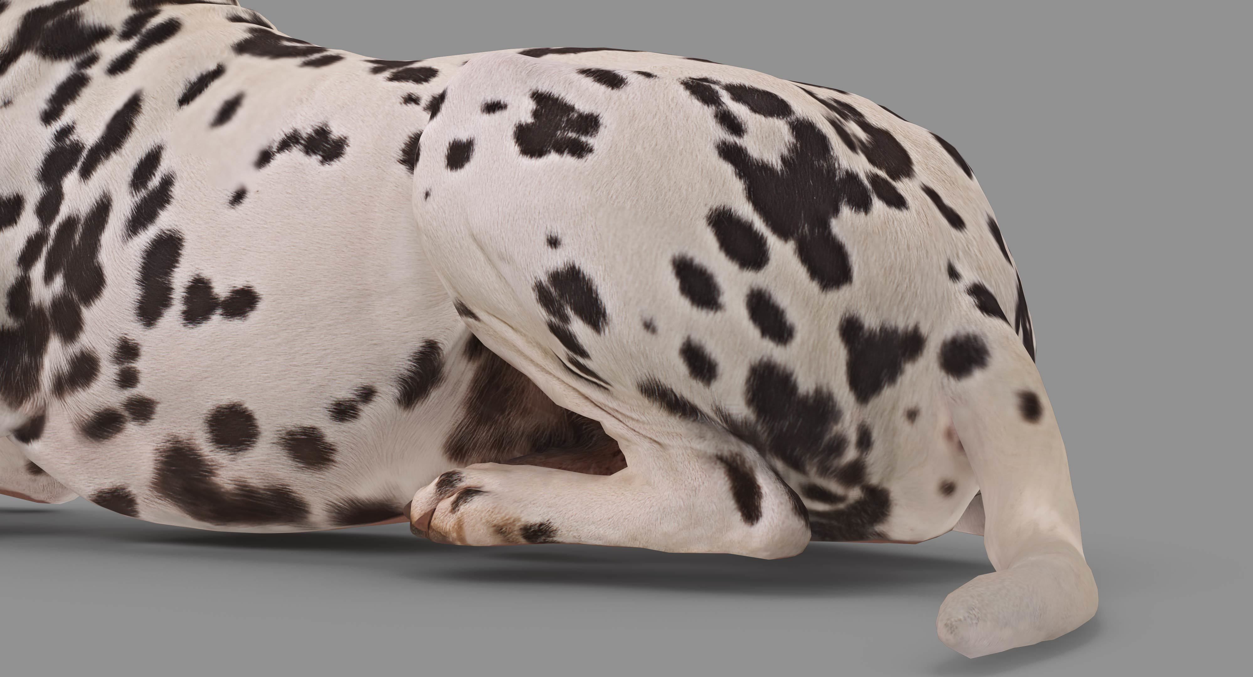 Dalmatian Lying Dog Low-poly 3D model_39