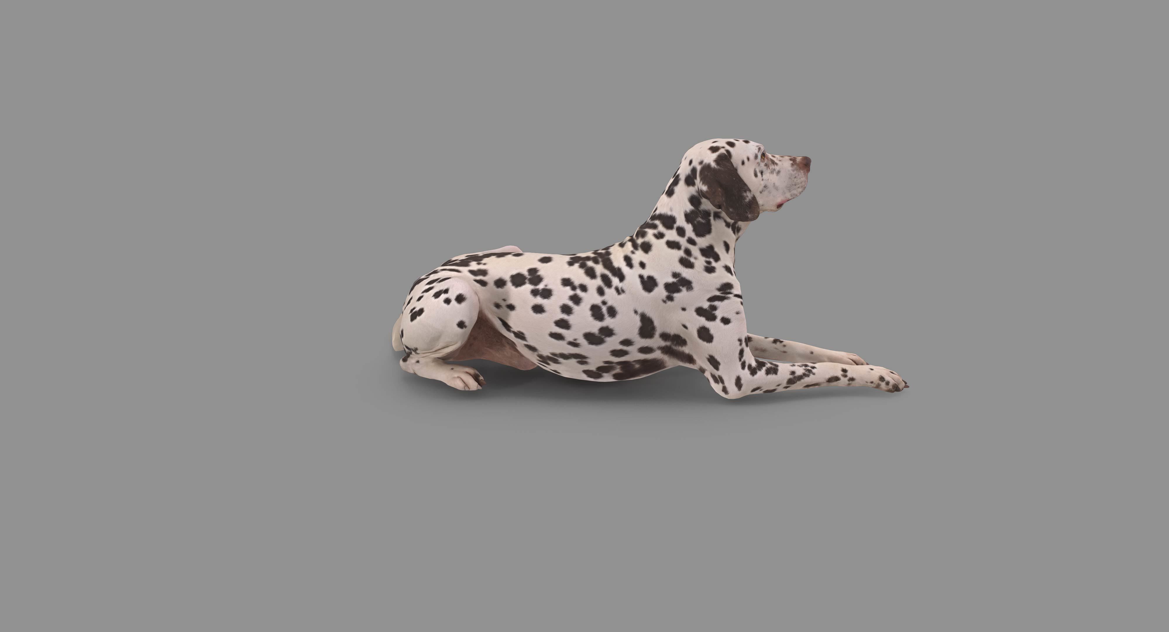 Dalmatian Lying Dog Low-poly 3D model_95
