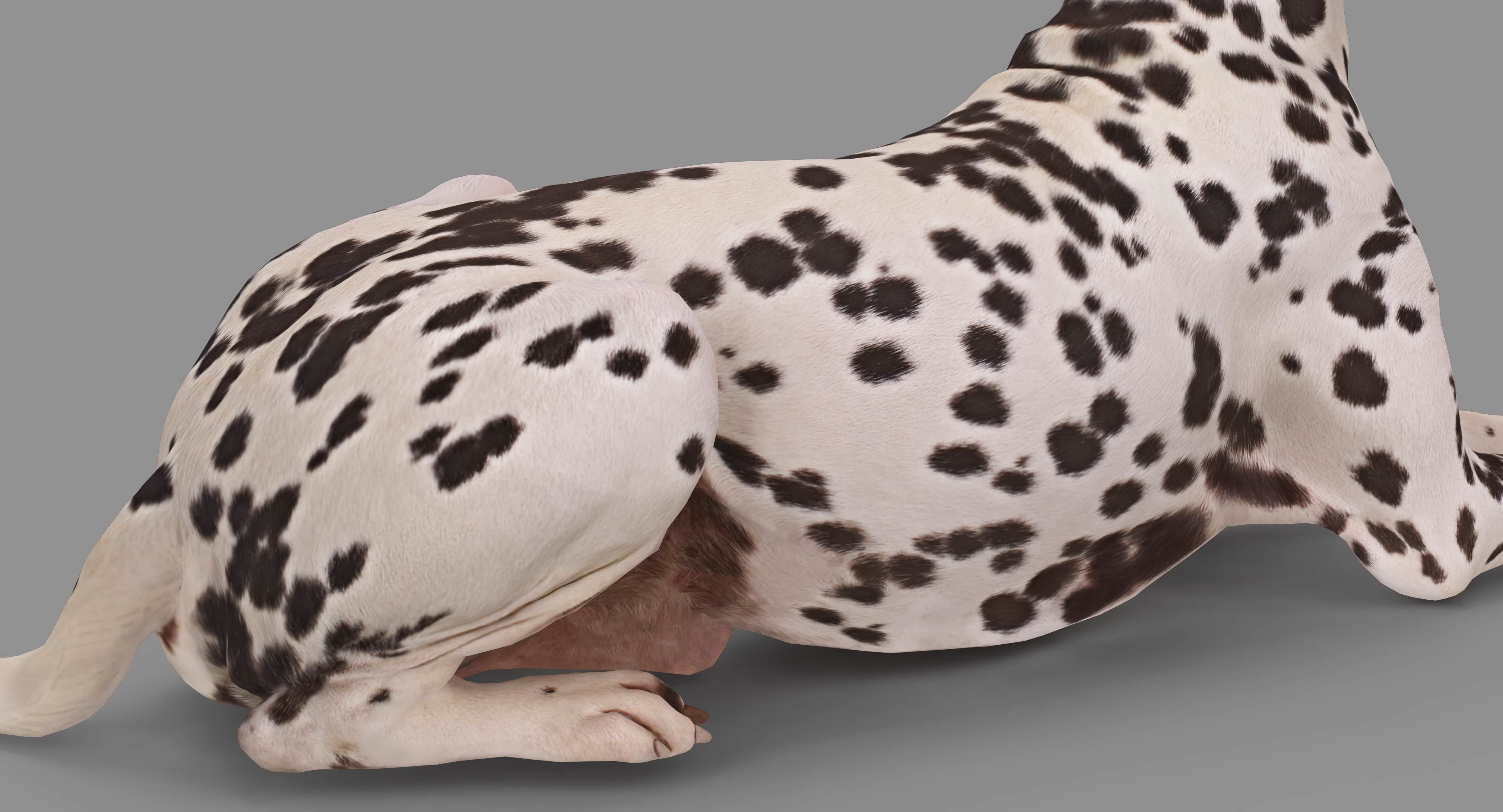 Dalmatian Lying Dog Low-poly 3D model_25
