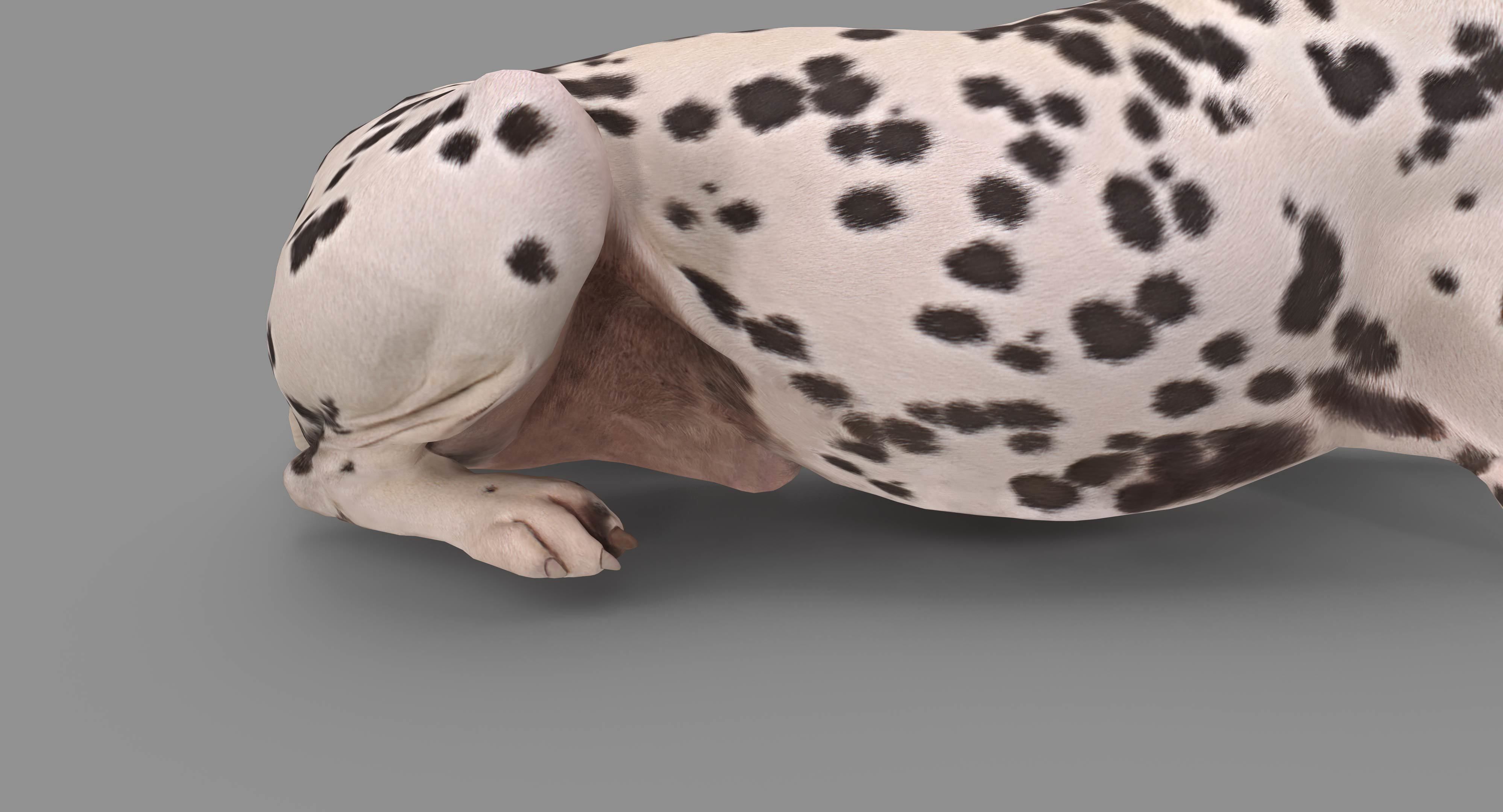 Dalmatian Lying Dog Low-poly 3D model_121