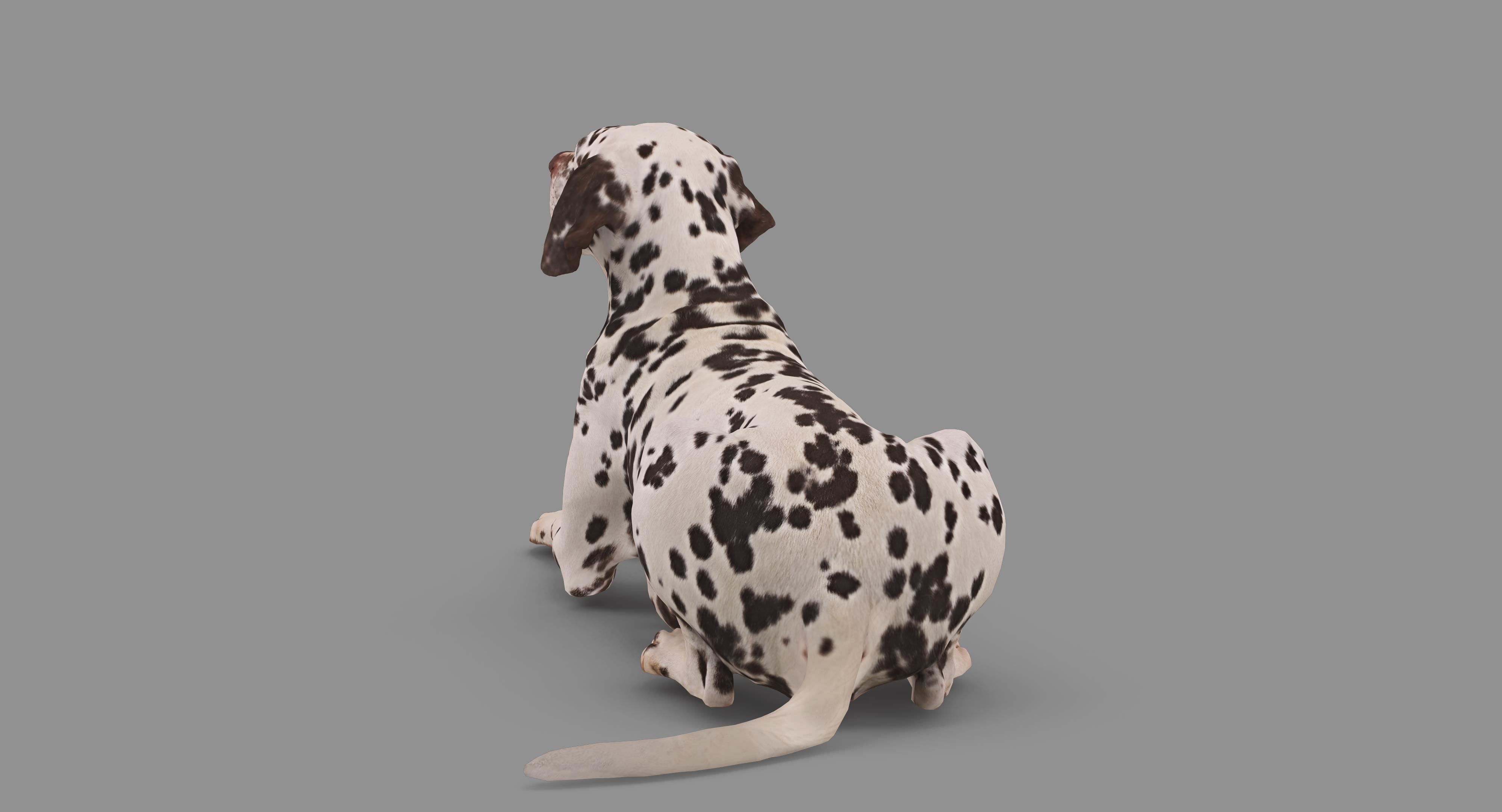 Dalmatian Lying Dog Low-poly 3D model_71