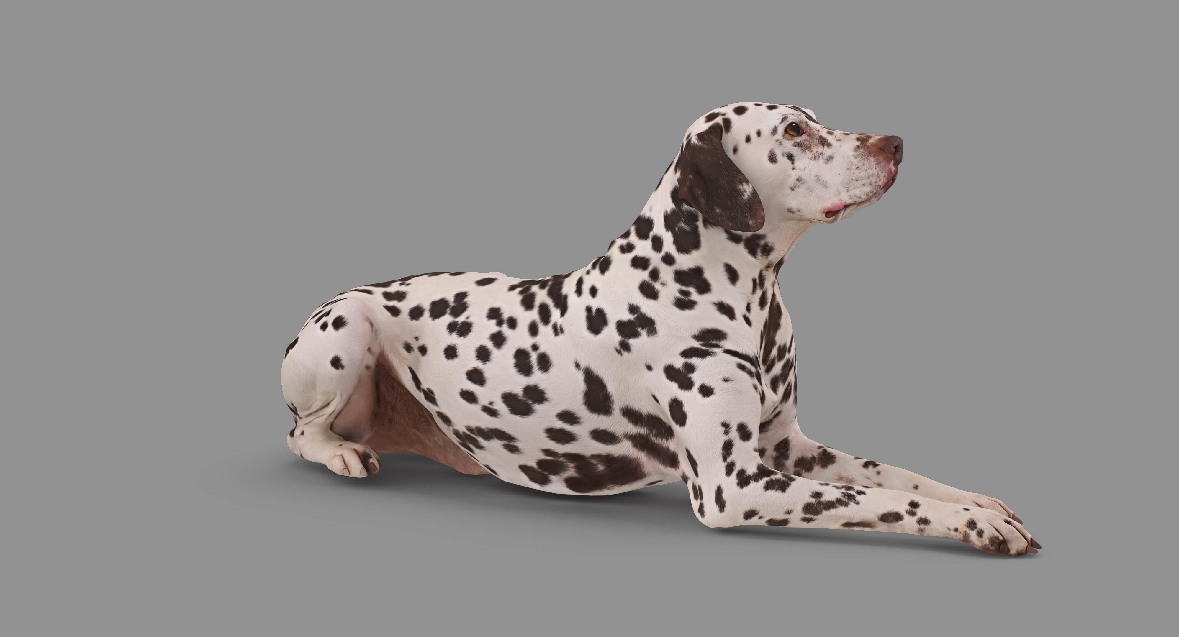 Dalmatian Lying Dog Low-poly 3D model_53