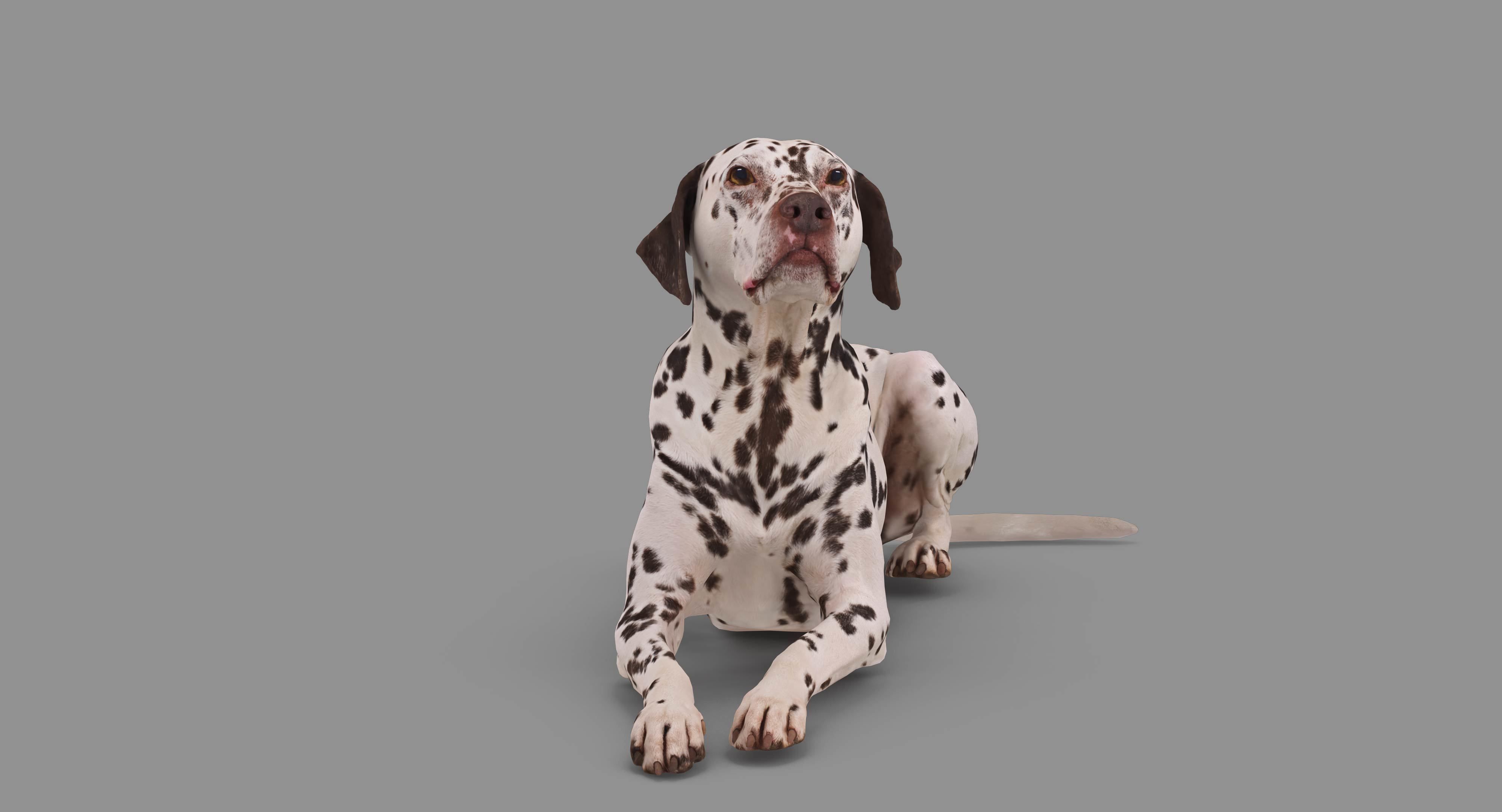 Dalmatian Lying Dog Low-poly 3D model_45