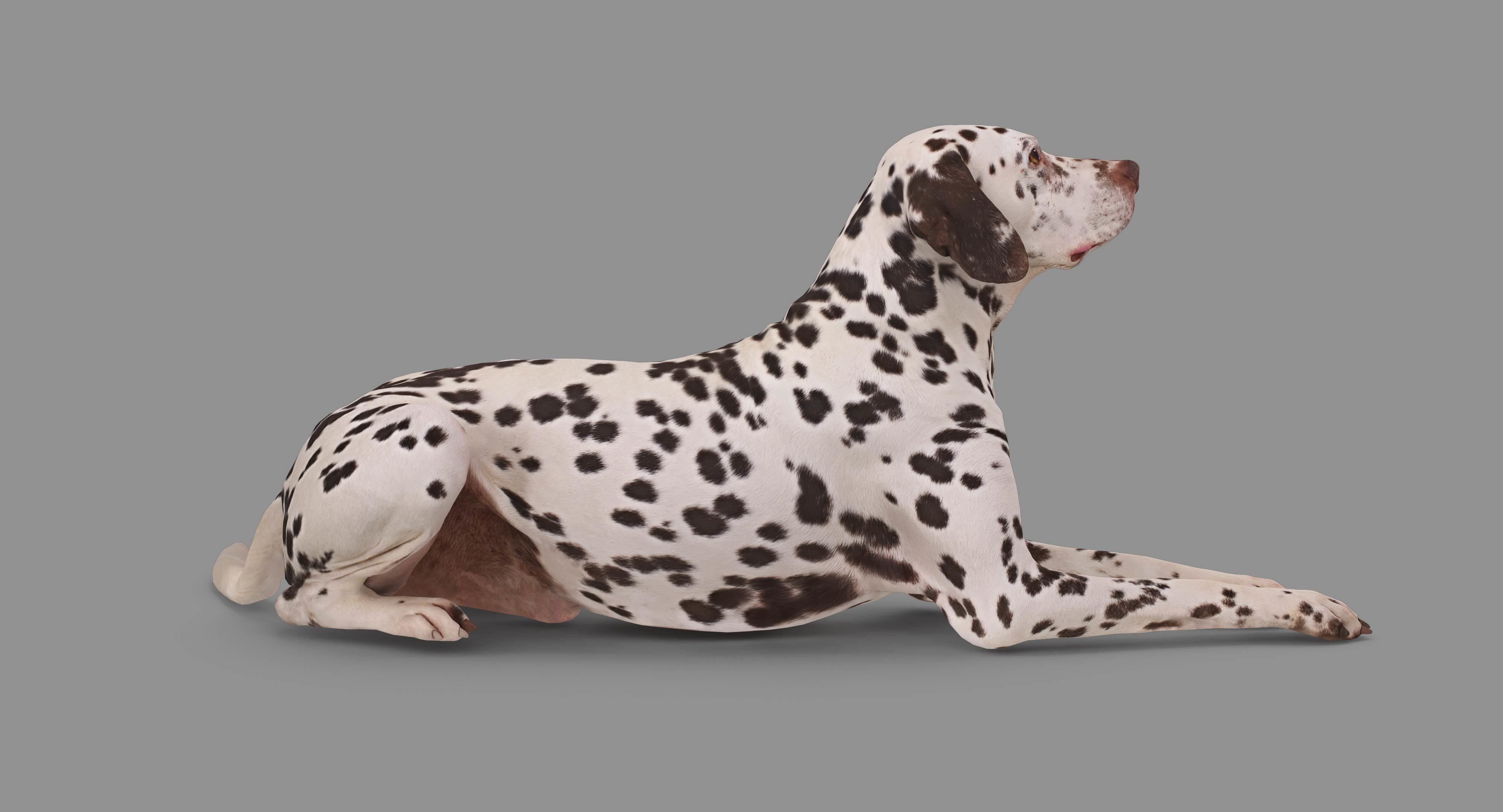 Dalmatian Lying Dog Low-poly 3D model_57