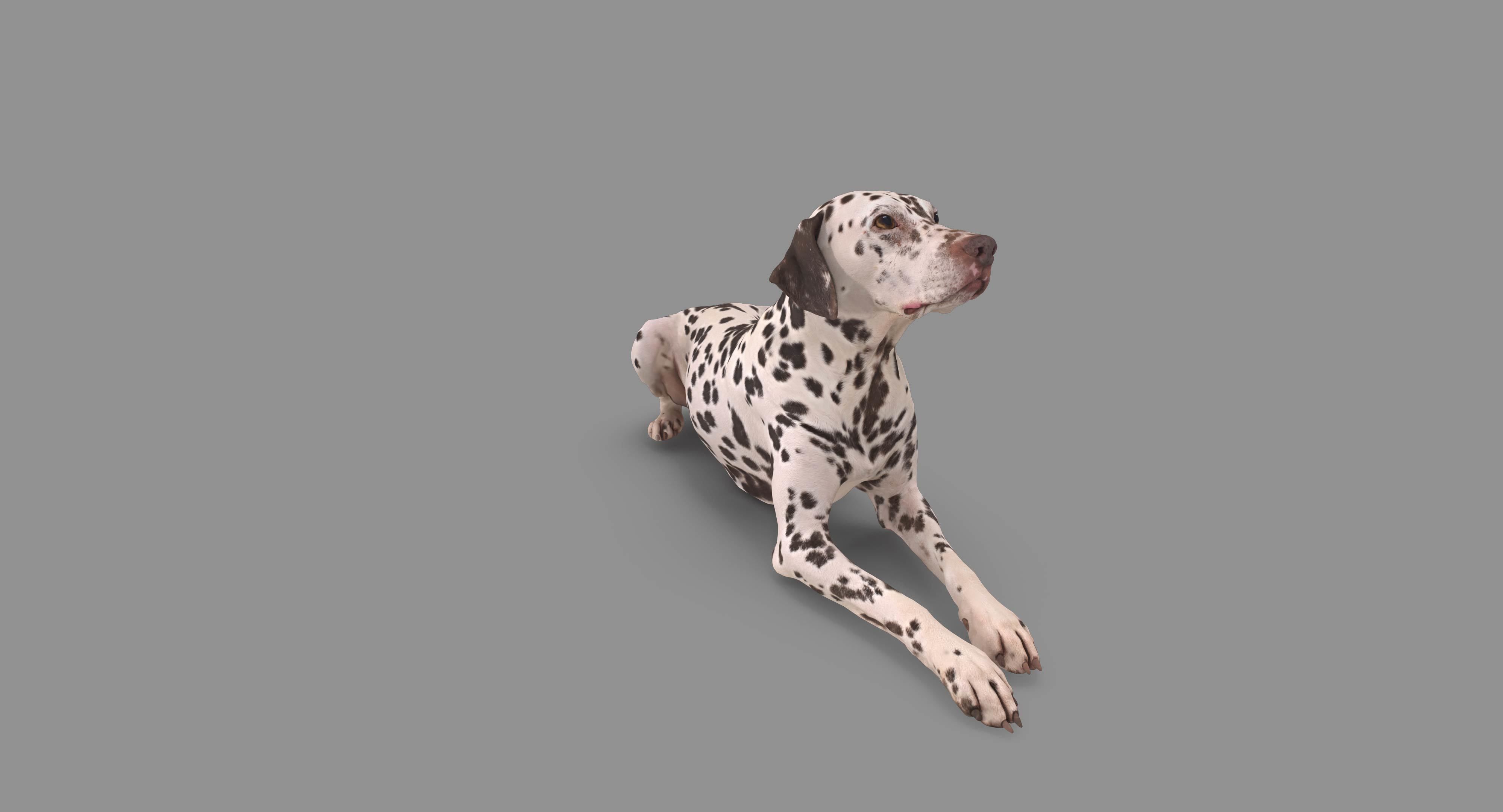 Dalmatian Lying Dog Low-poly 3D model_89