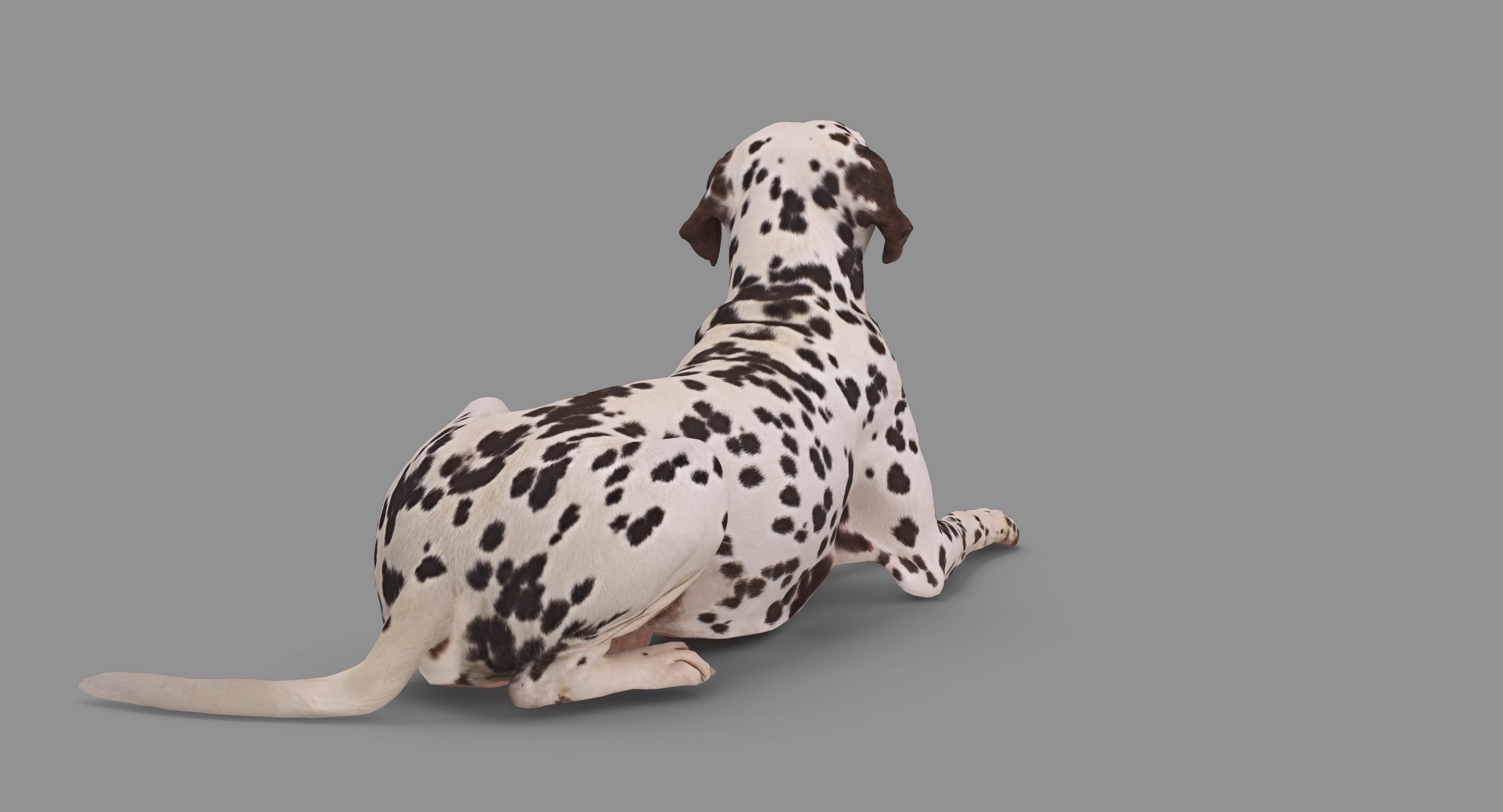 Dalmatian Lying Dog Low-poly 3D model_65