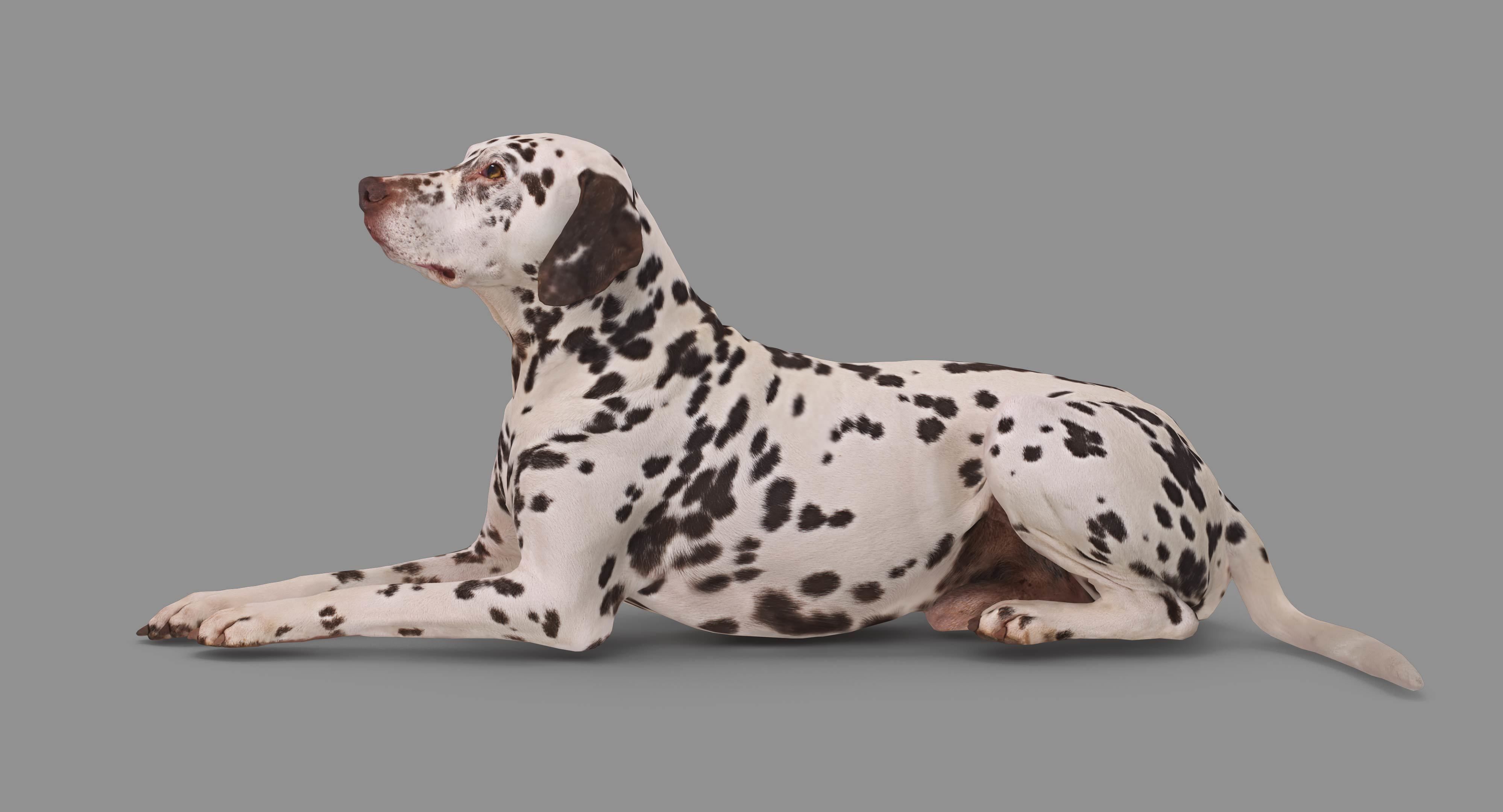 Dalmatian Lying Dog Low-poly 3D model_81