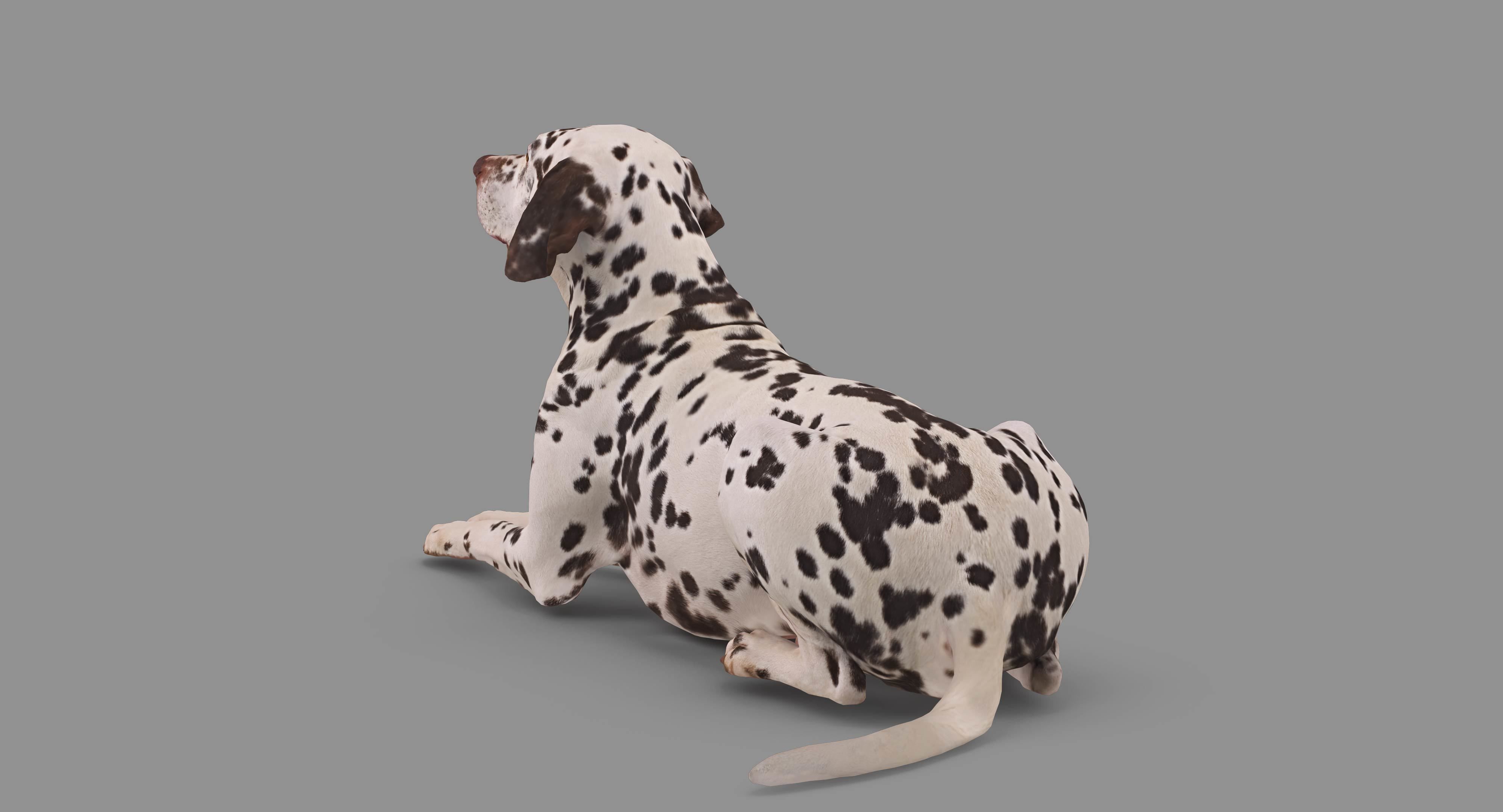 Dalmatian Lying Dog Low-poly 3D model_73