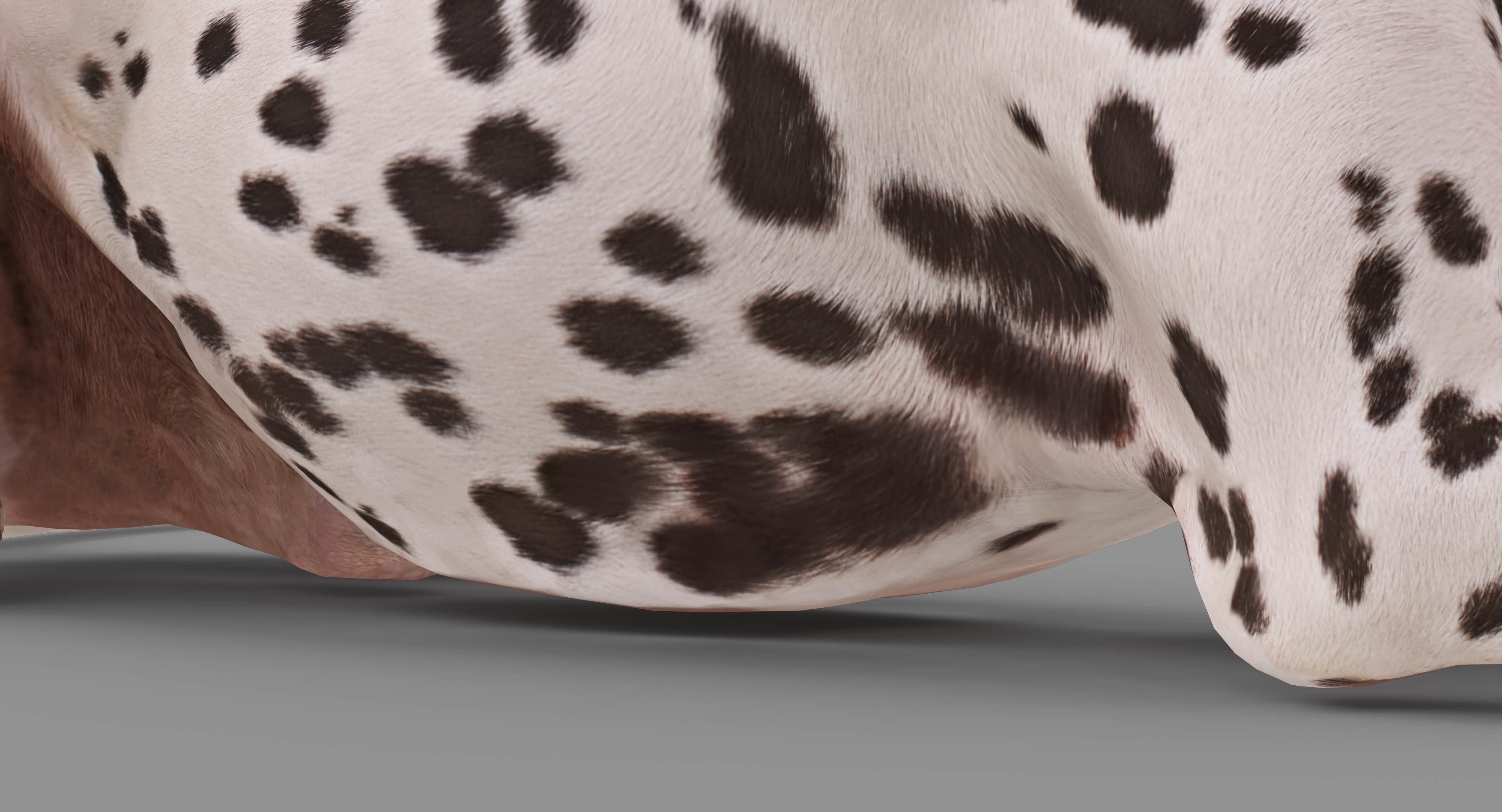 Dalmatian Lying Dog Low-poly 3D model_31