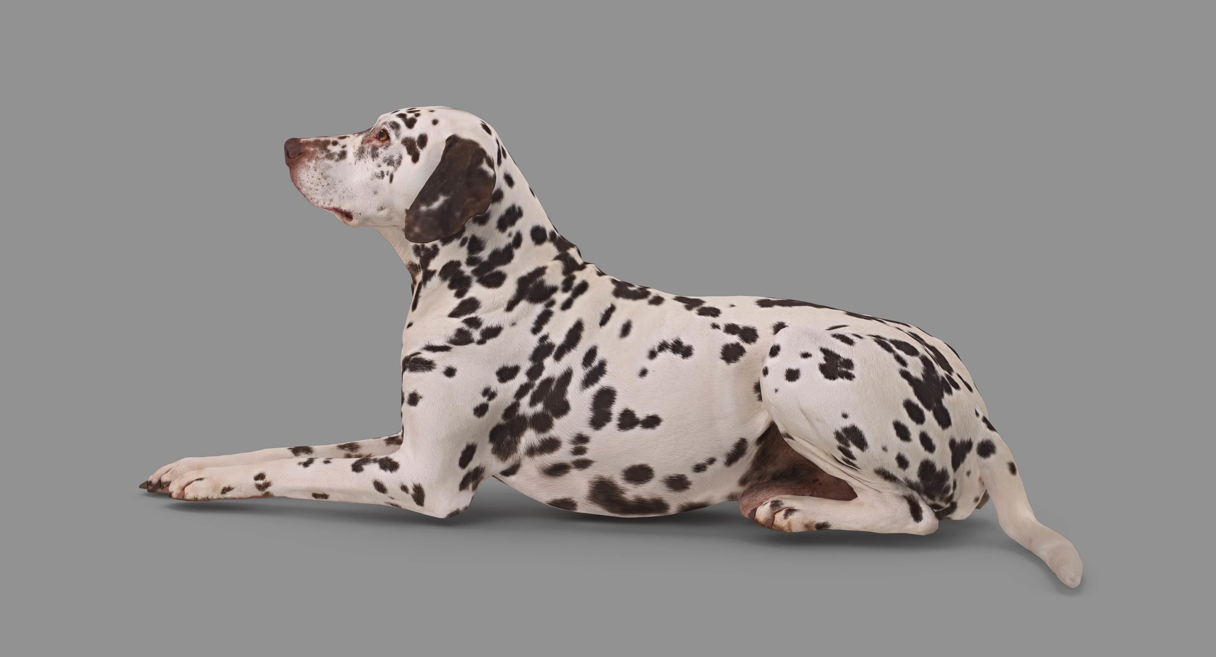 Dalmatian Lying Dog Low-poly 3D model_79