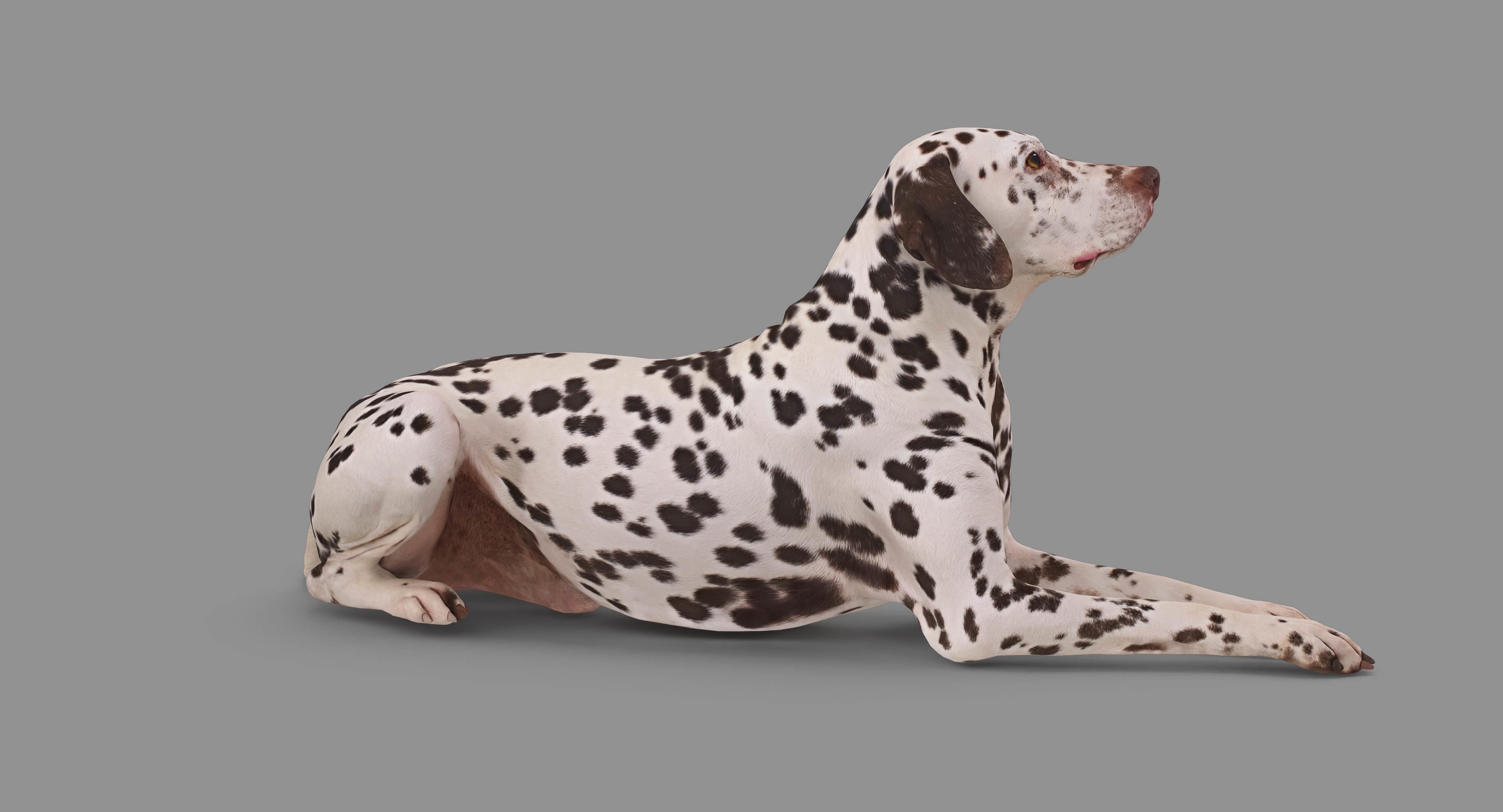 Dalmatian Lying Dog Low-poly 3D model_55