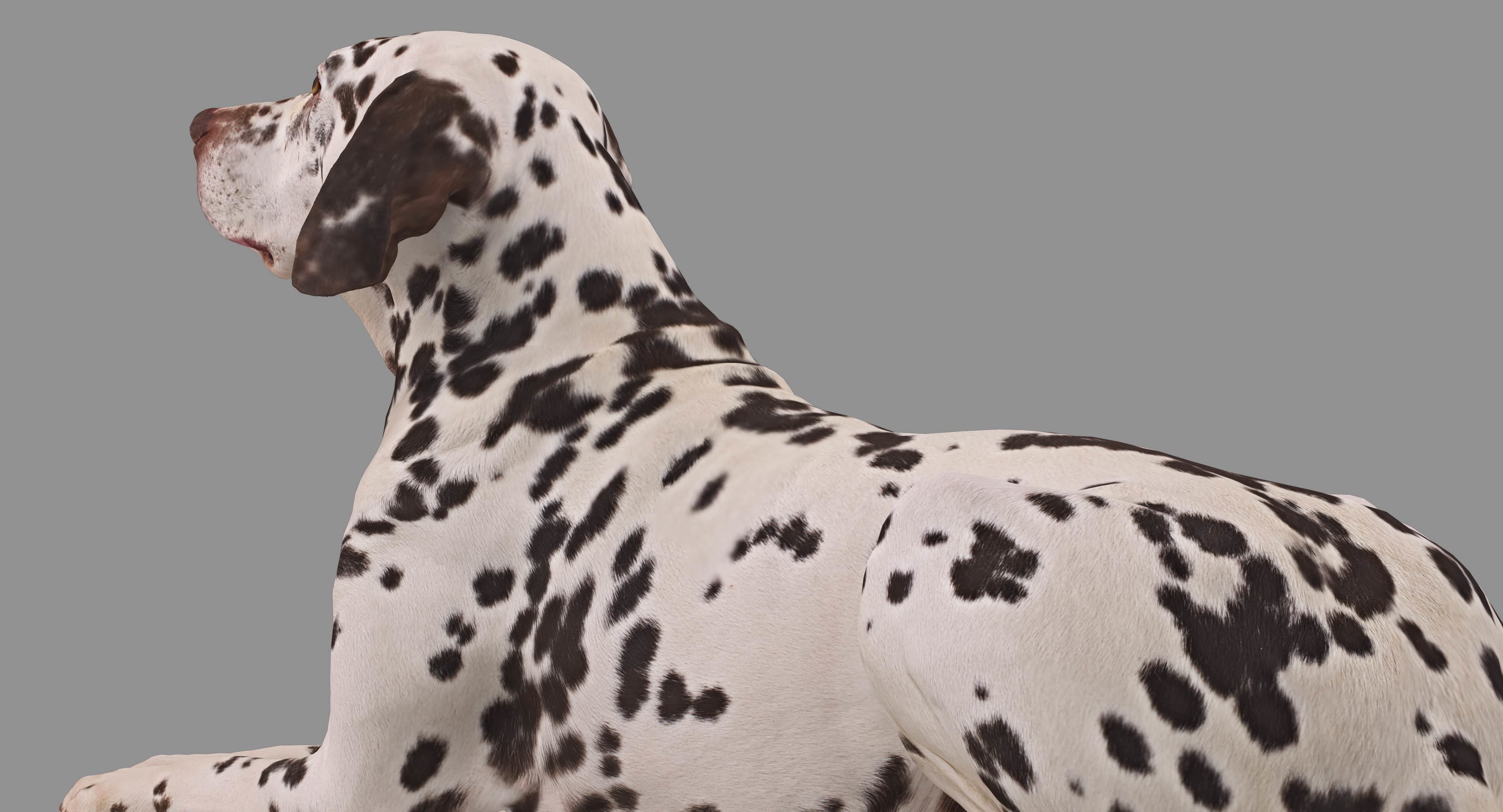 Dalmatian Lying Dog Low-poly 3D model_37