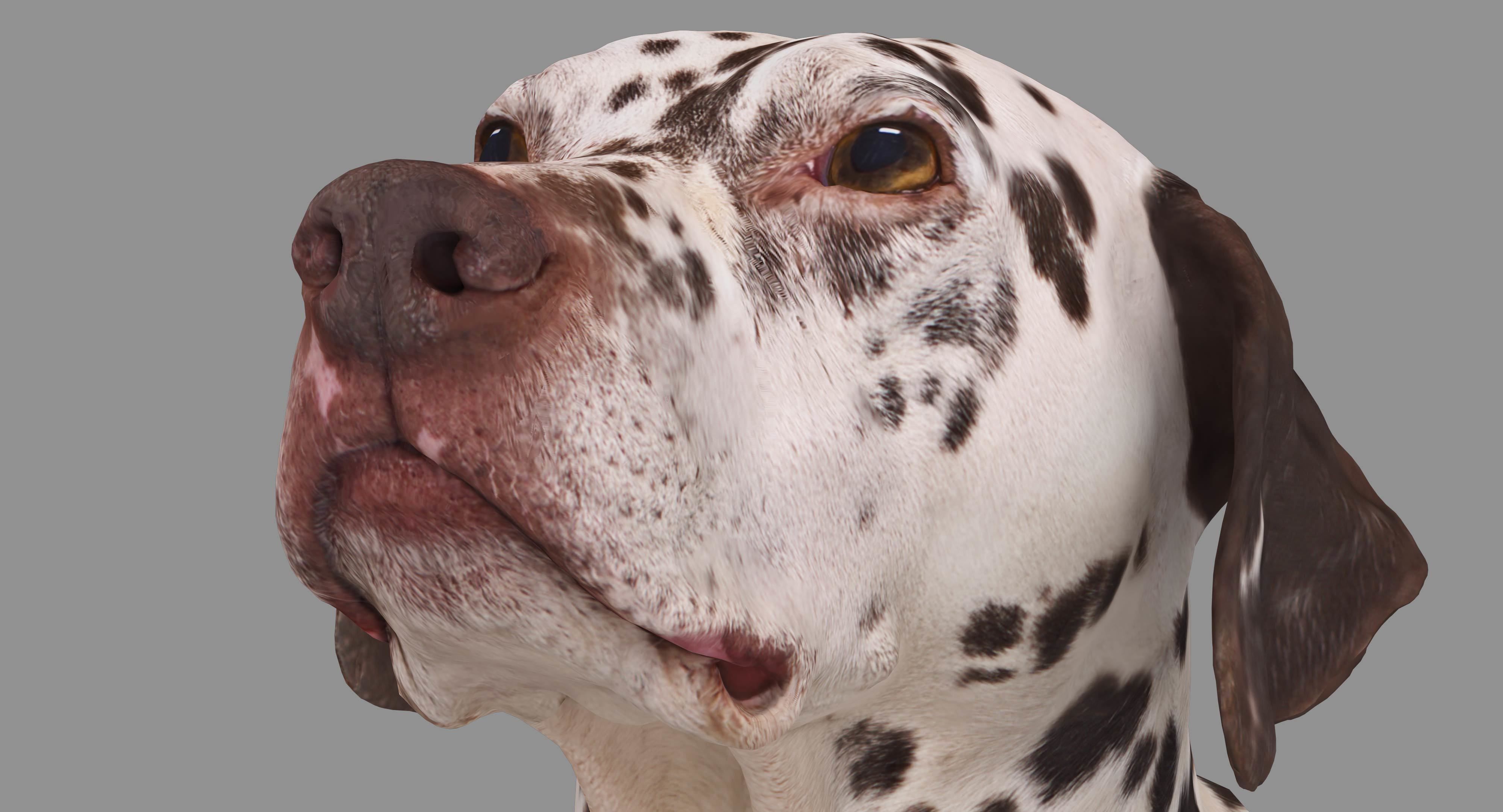 Dalmatian Lying Dog Low-poly 3D model_7