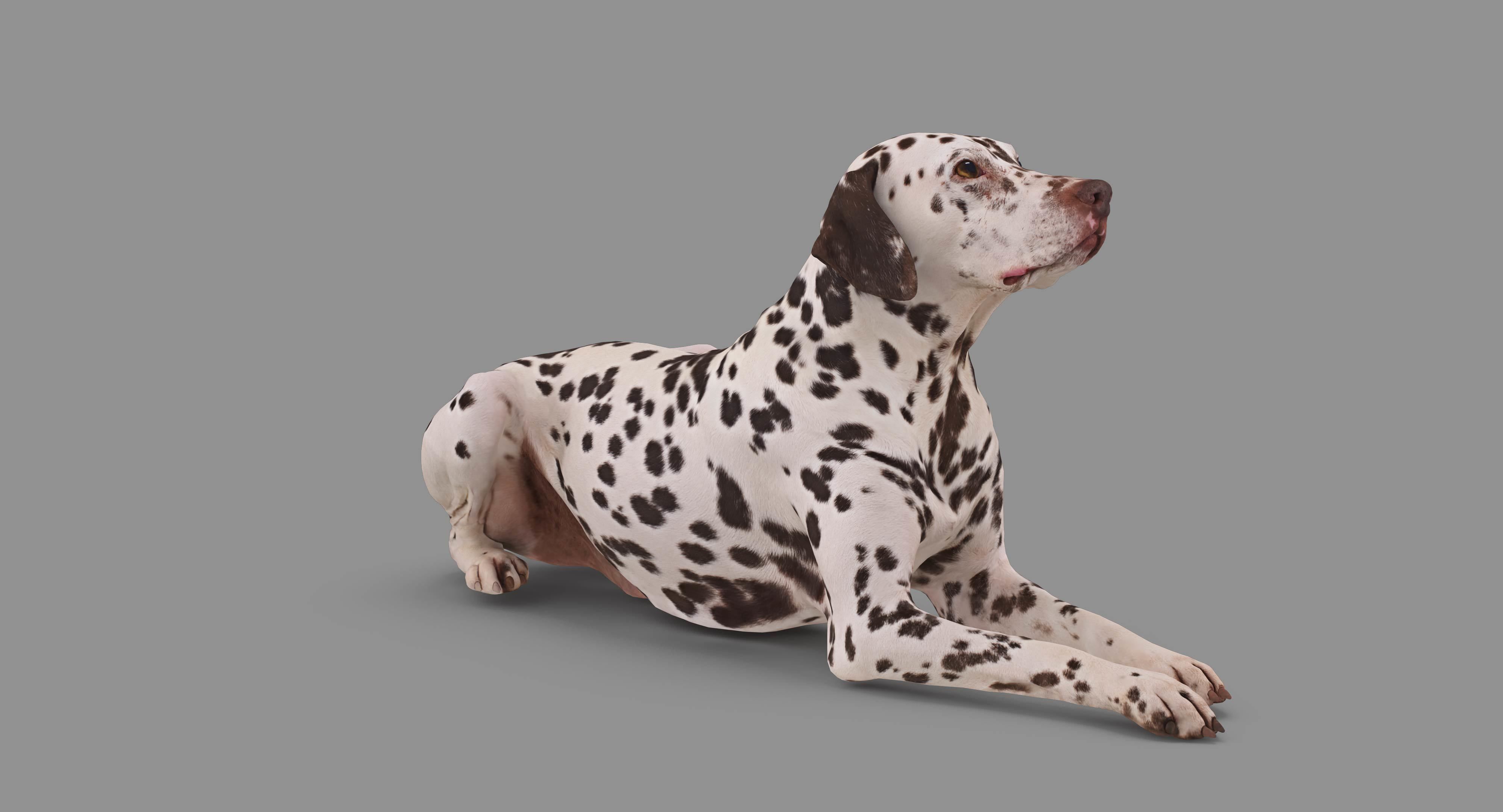 Dalmatian Lying Dog Low-poly 3D model_51