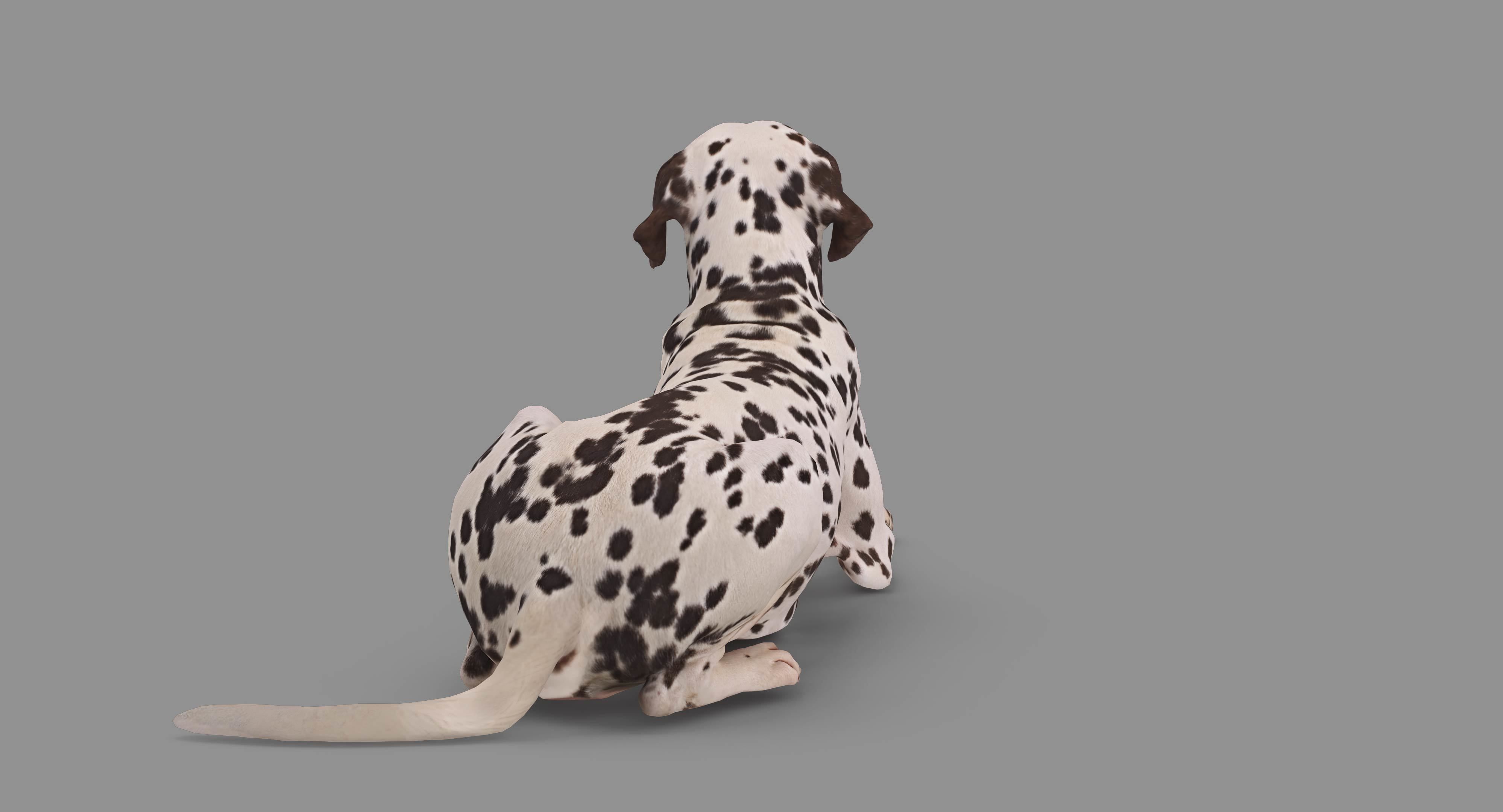 Dalmatian Lying Dog Low-poly 3D model_67
