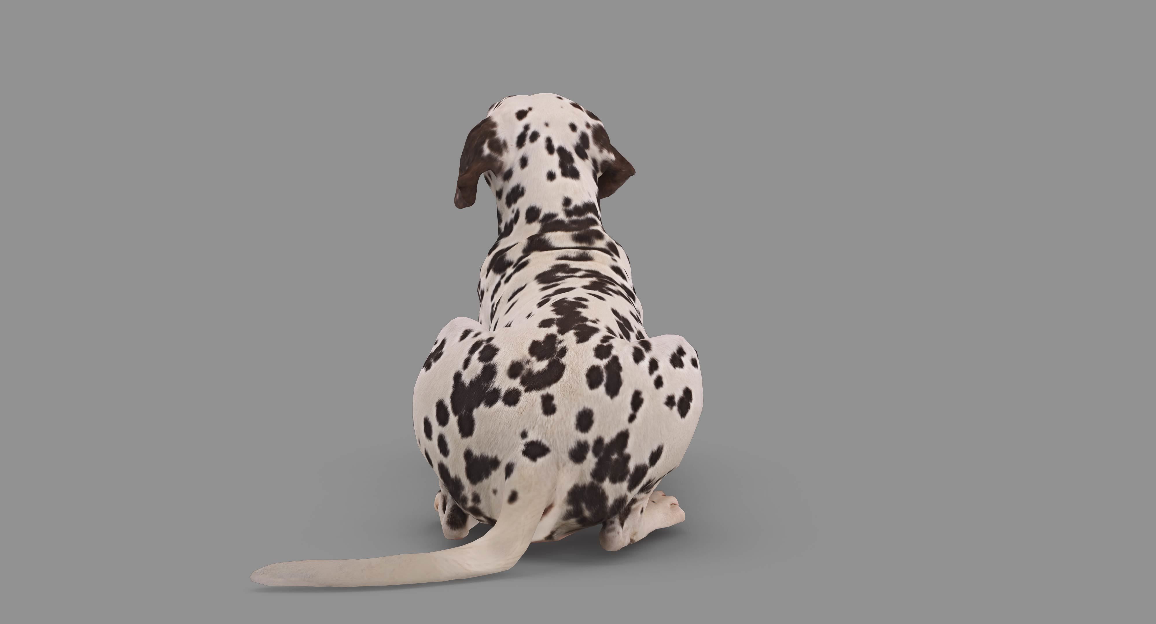 Dalmatian Lying Dog Low-poly 3D model_69