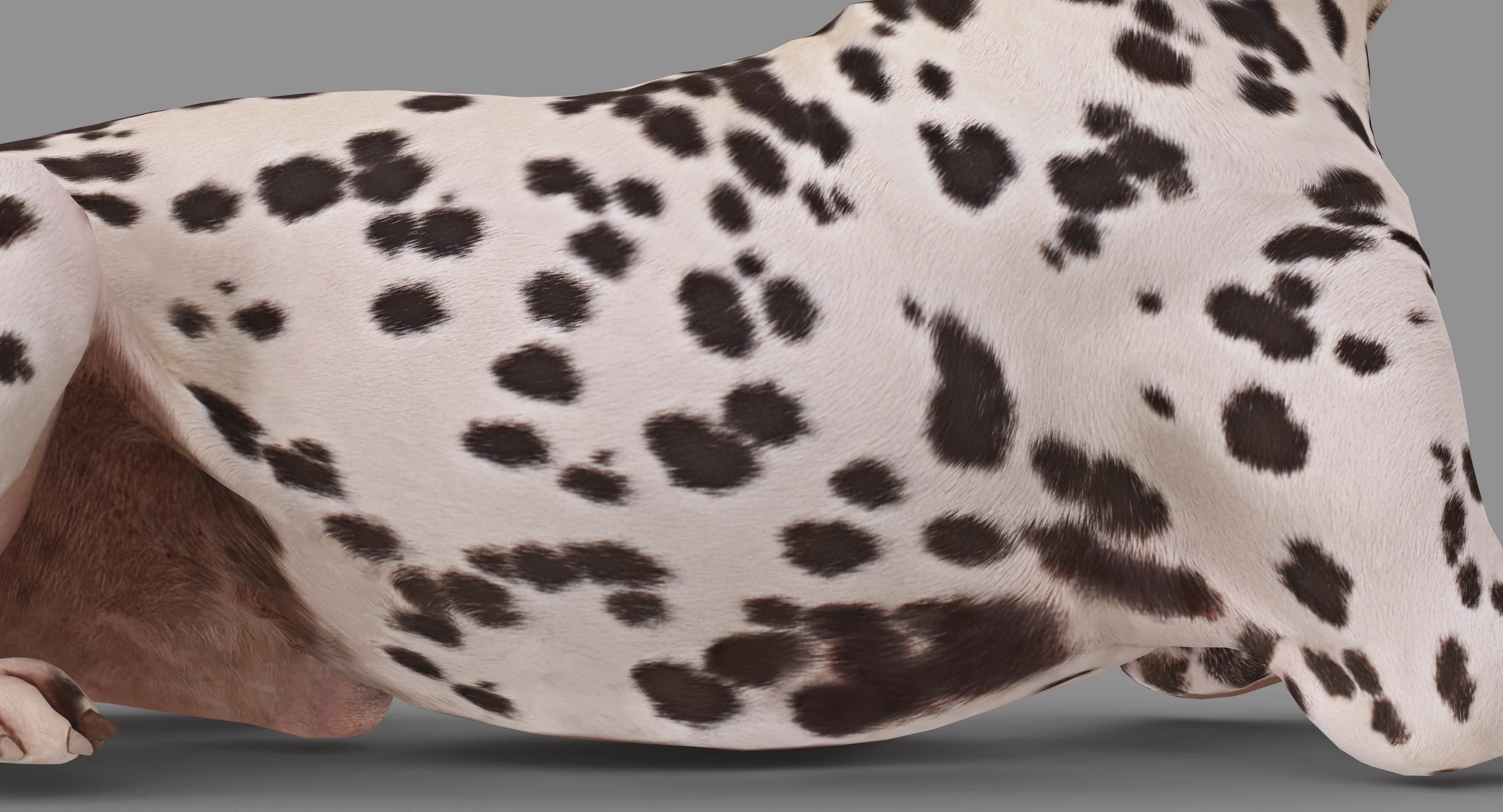 Dalmatian Lying Dog Low-poly 3D model_23