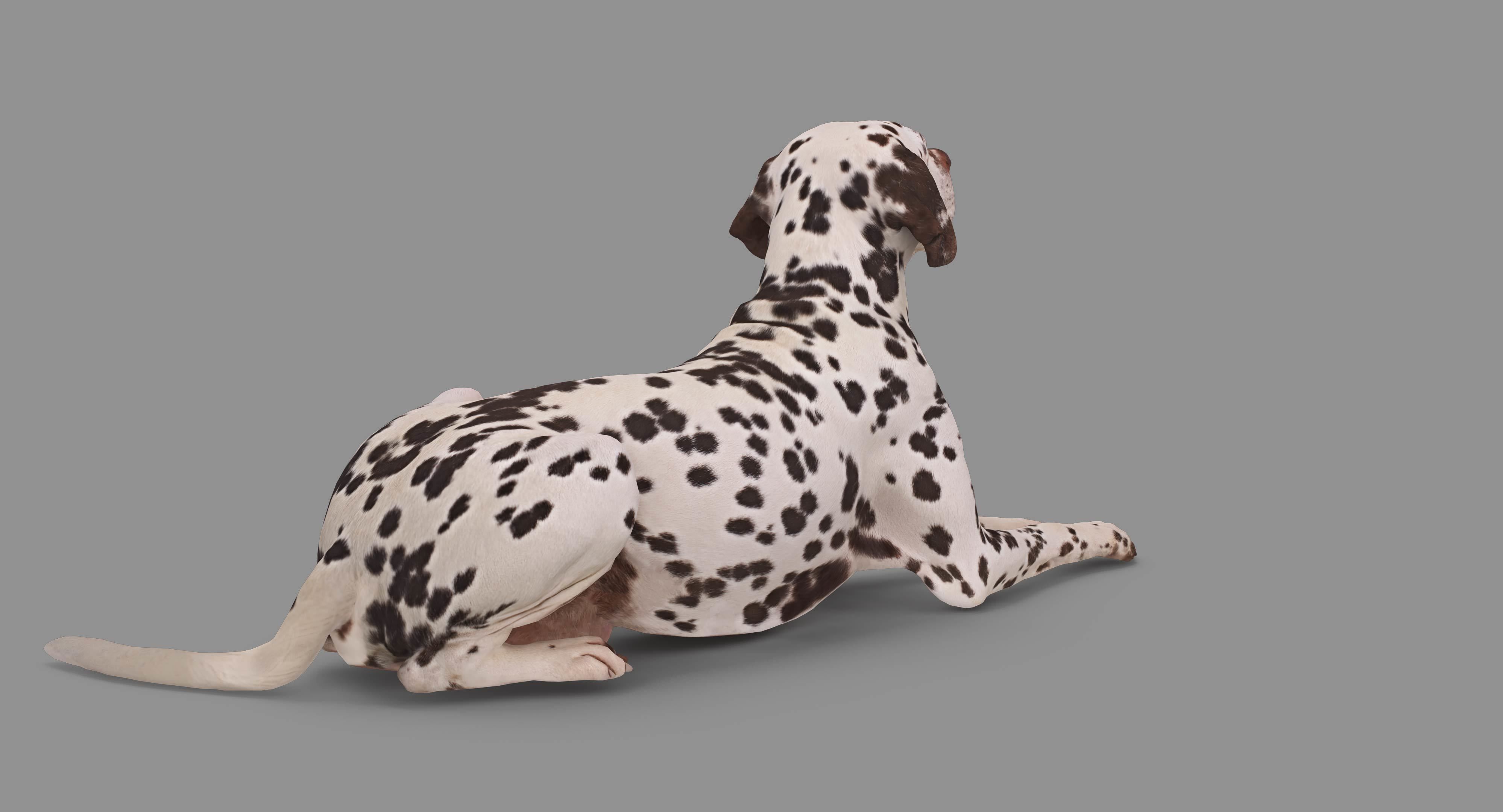 Dalmatian Lying Dog Low-poly 3D model_63