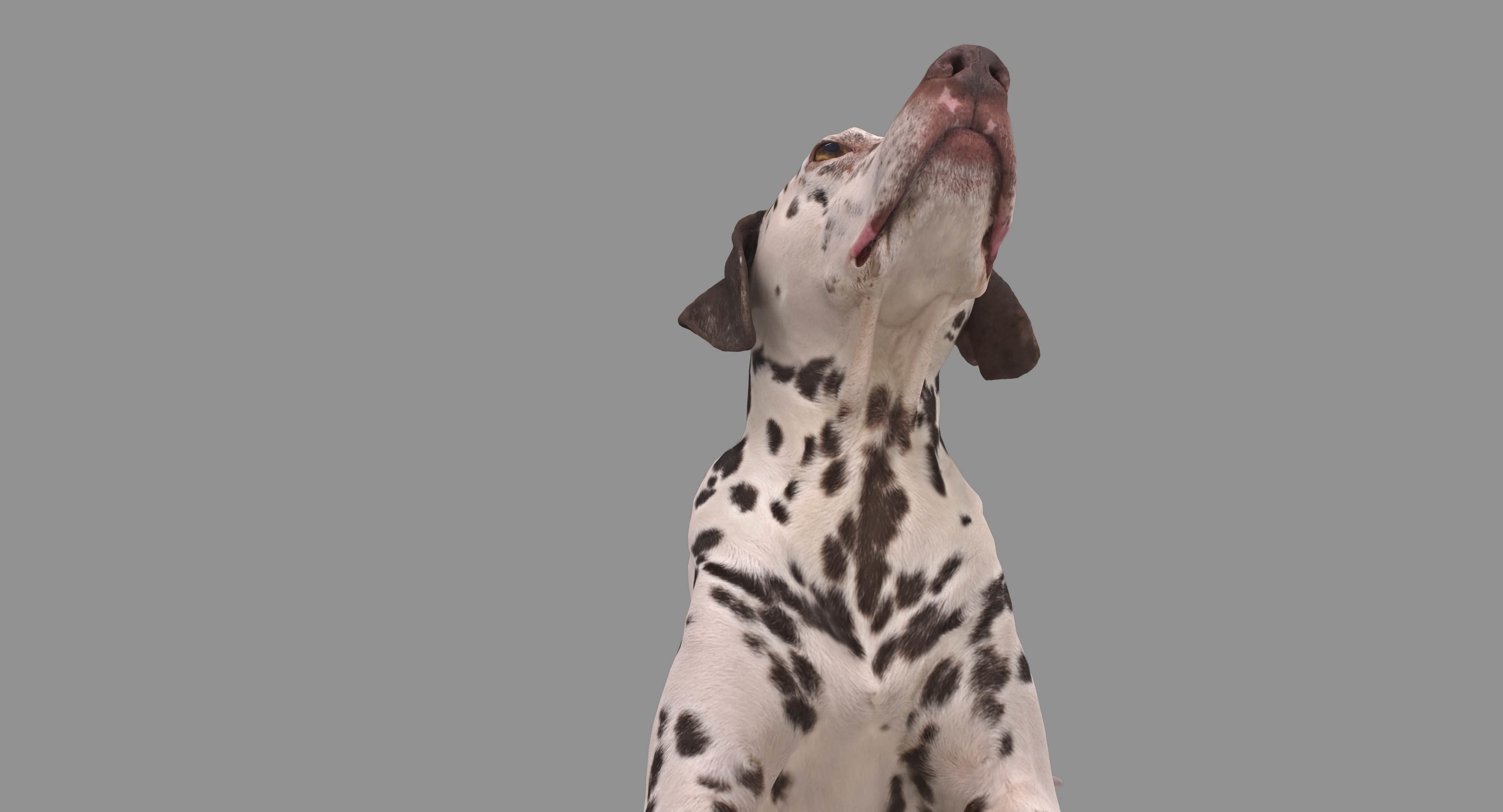 Dalmatian Lying Dog Low-poly 3D model_107