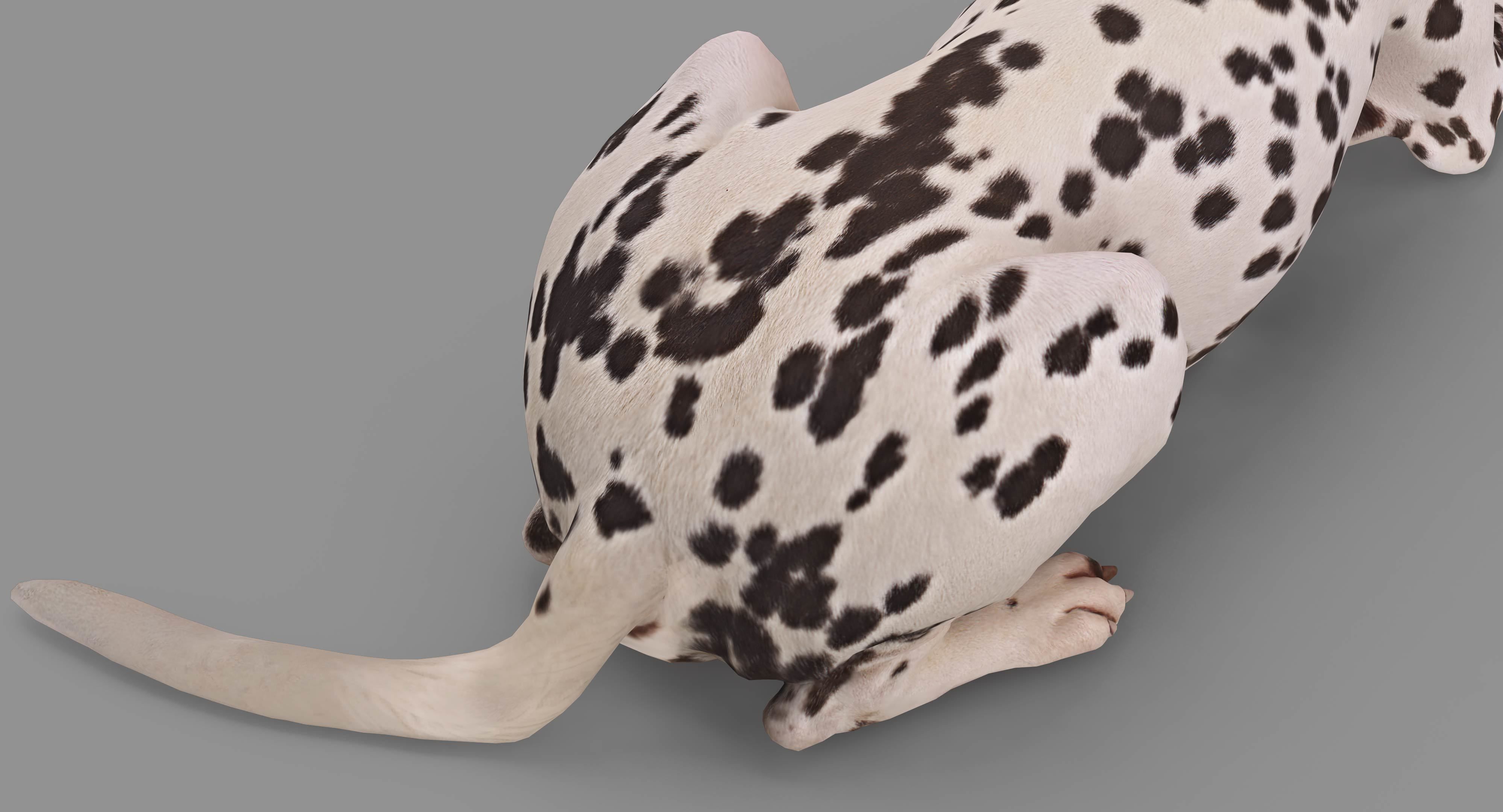 Dalmatian Lying Dog Low-poly 3D model_33