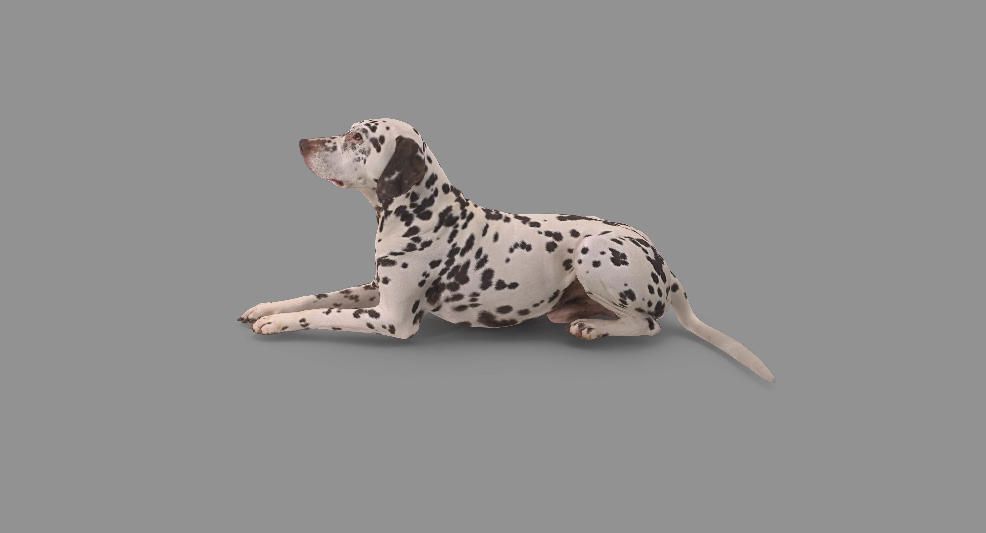 Dalmatian Lying Dog Low-poly 3D model_91