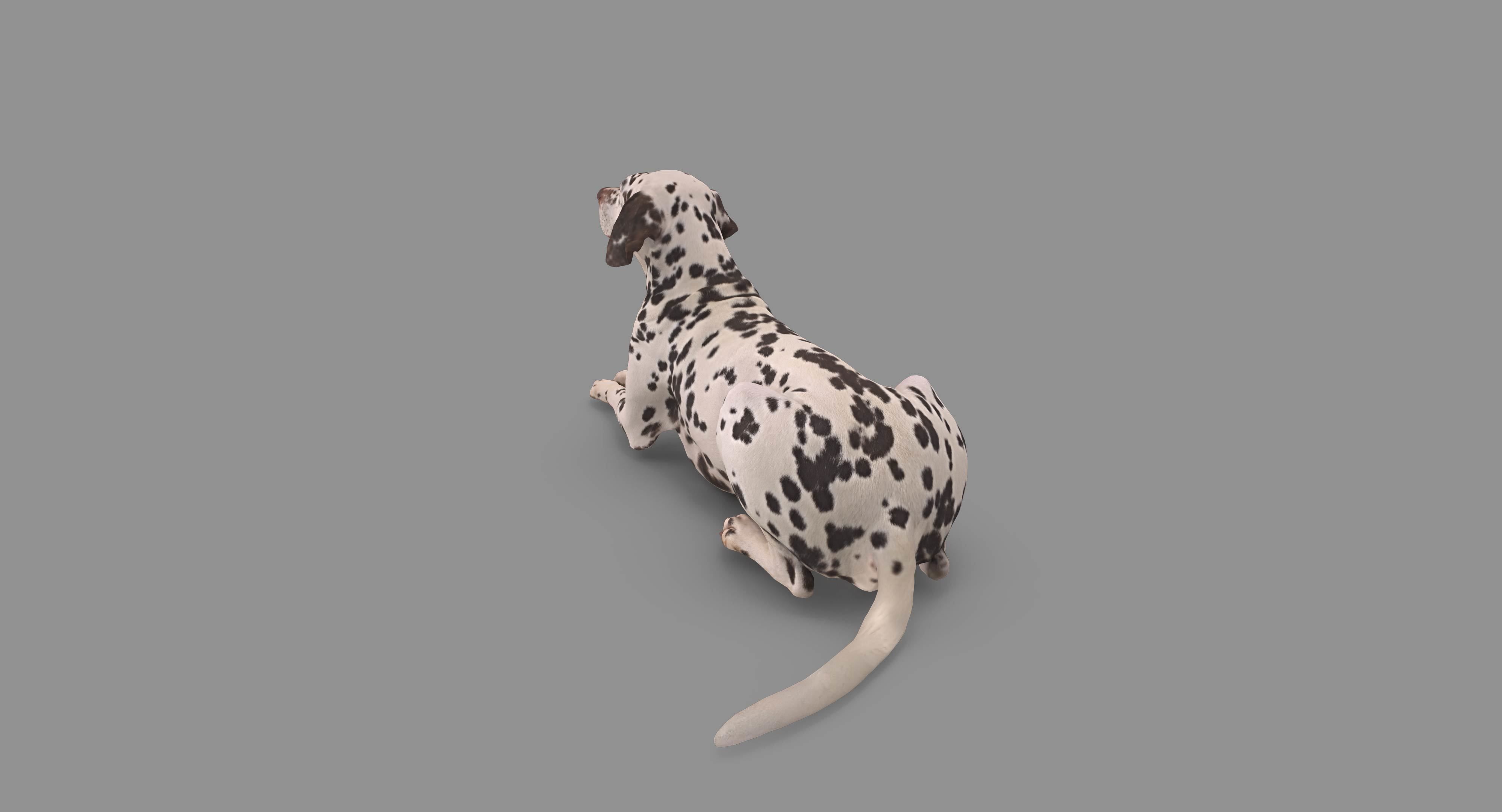 Dalmatian Lying Dog Low-poly 3D model_93