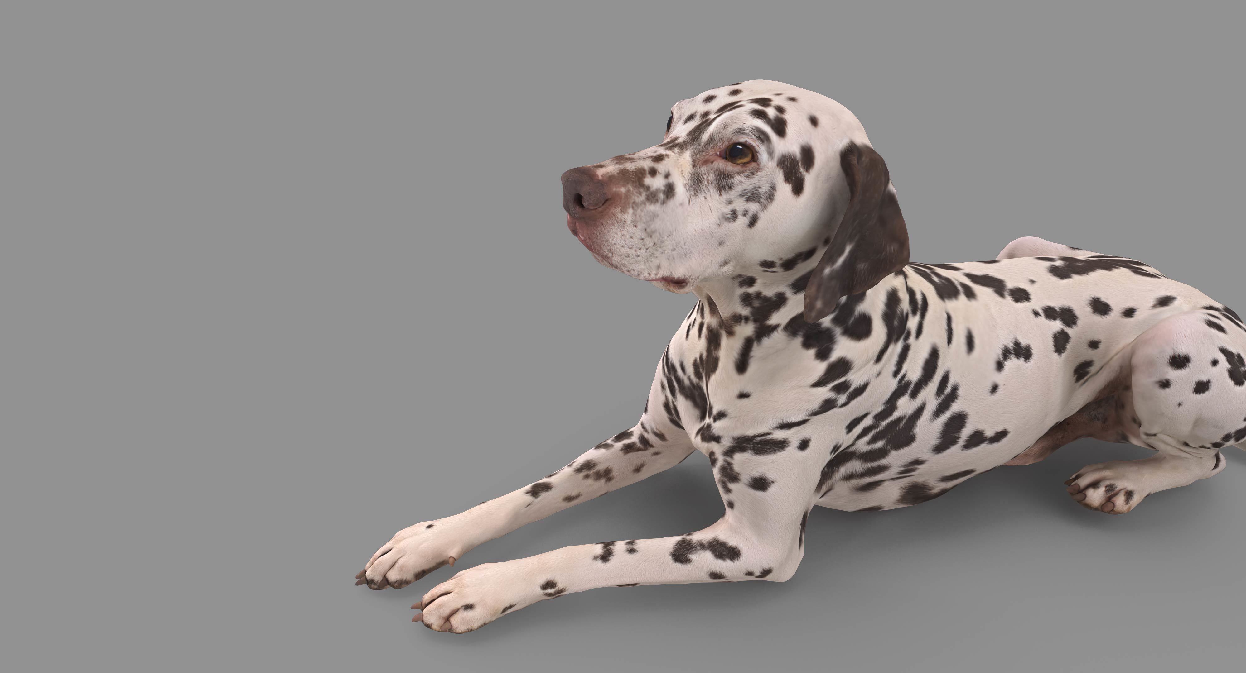 Dalmatian Lying Dog Low-poly 3D model_99