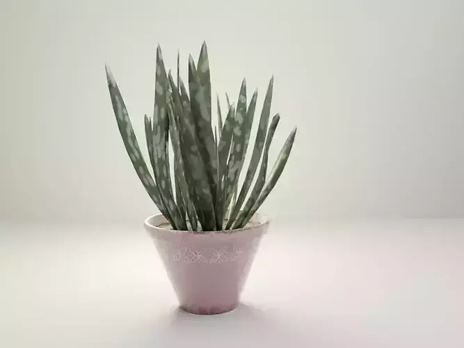ALOE VERA PLANT