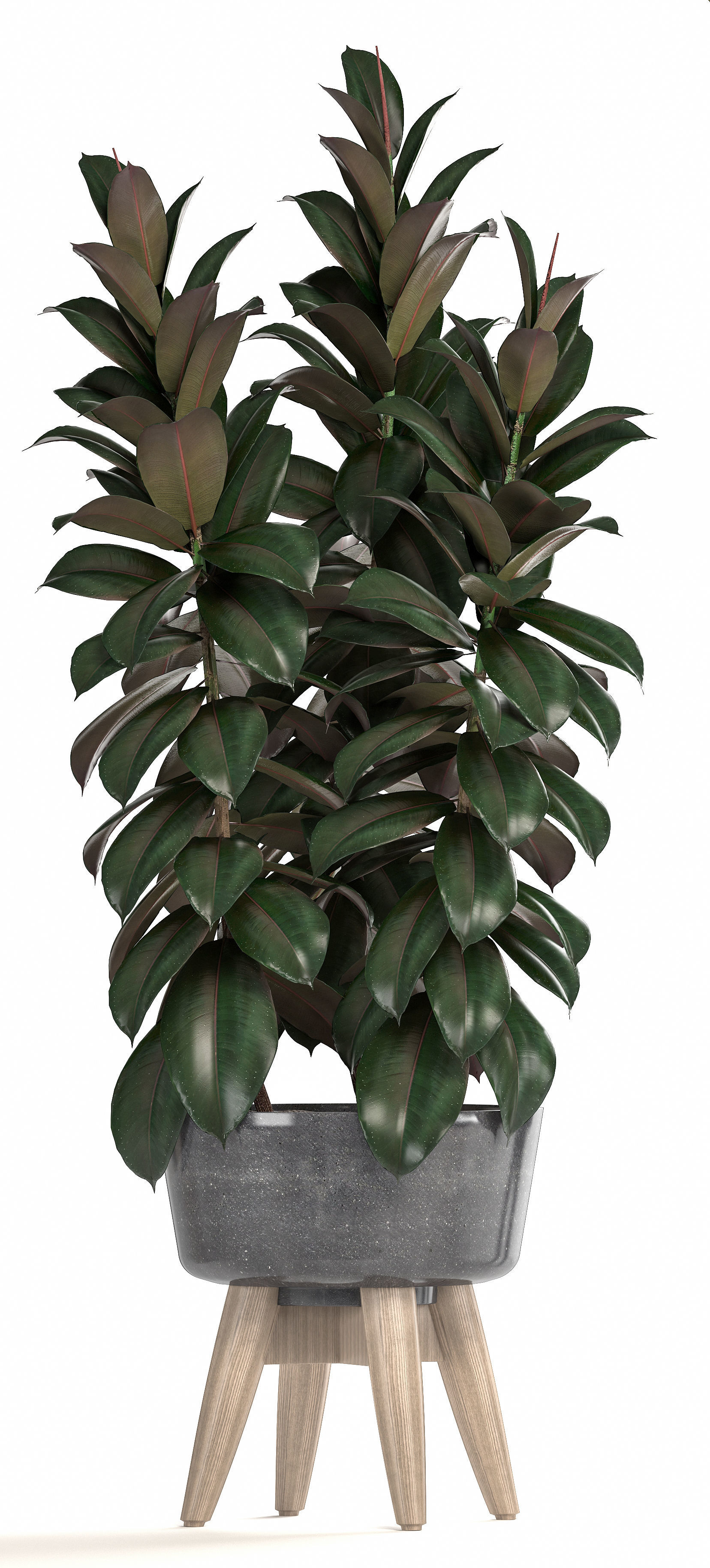 Collection of ornamental plants in pots 3D model_6