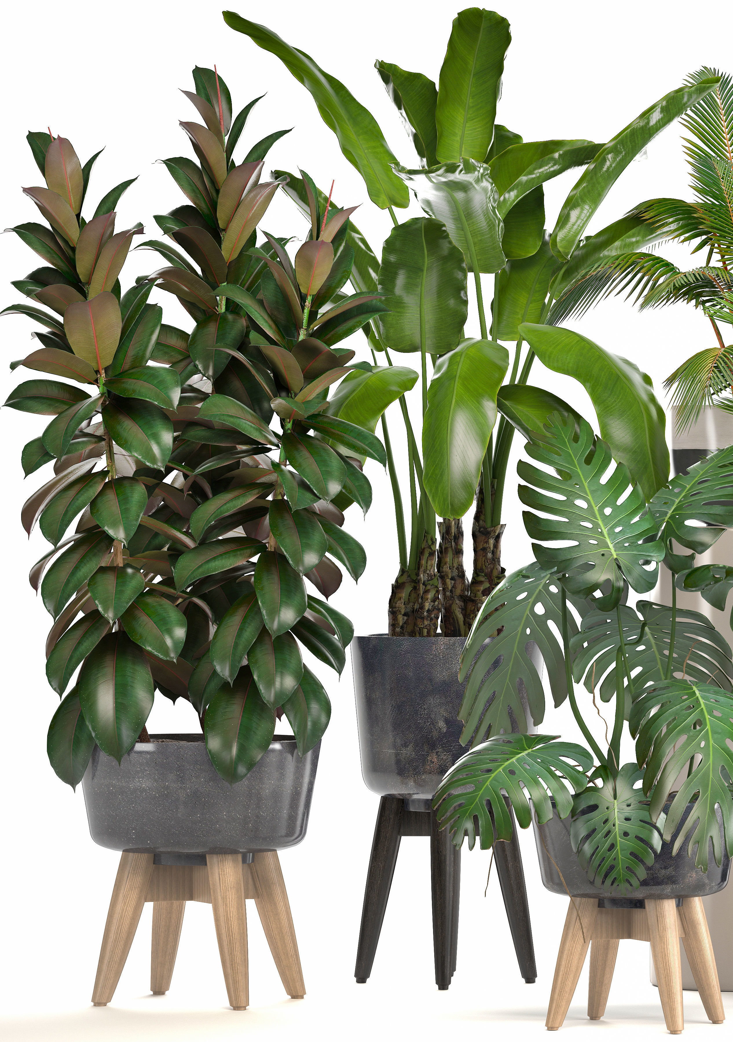 Collection of ornamental plants in pots 3D model_5