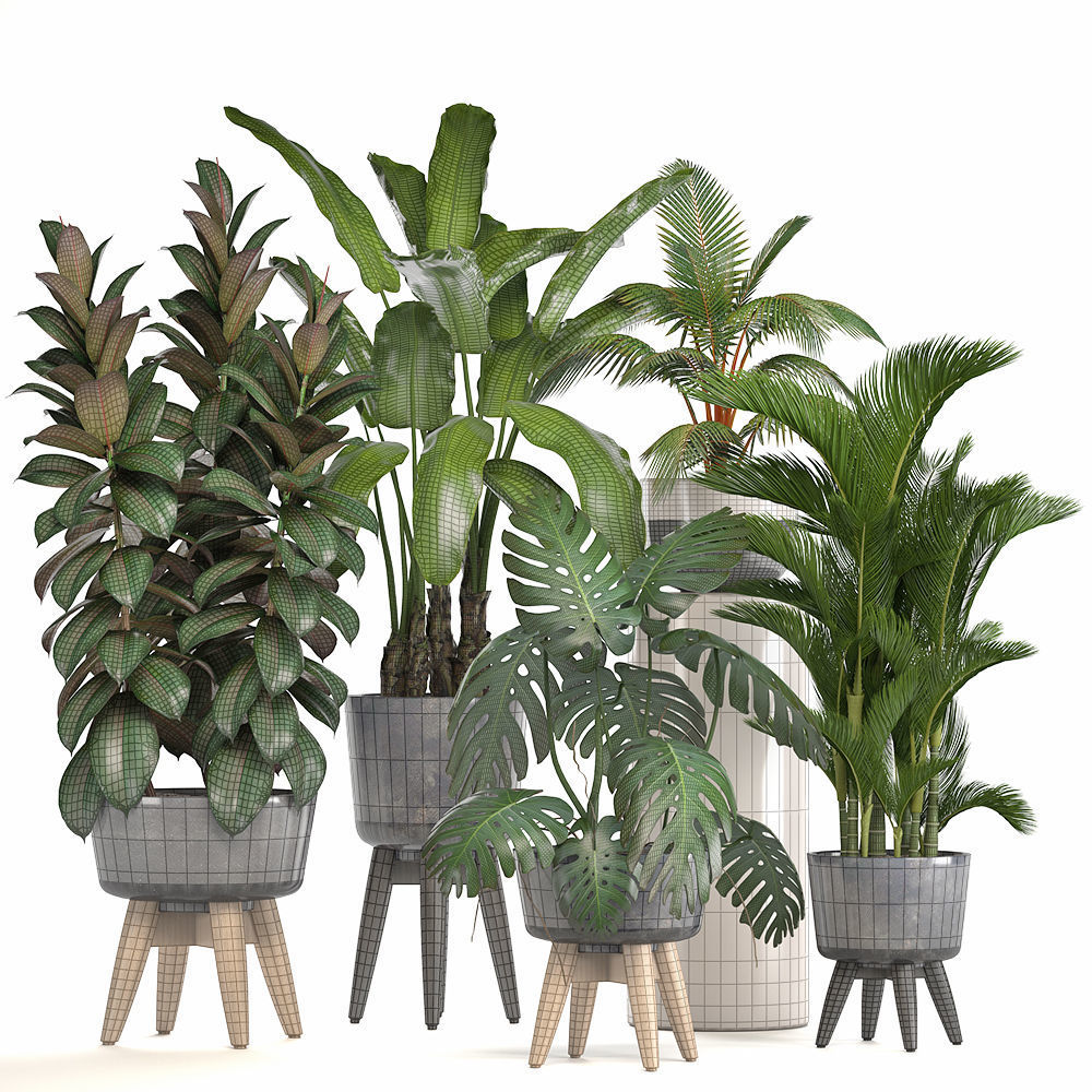 Collection of ornamental plants in pots 3D model_2