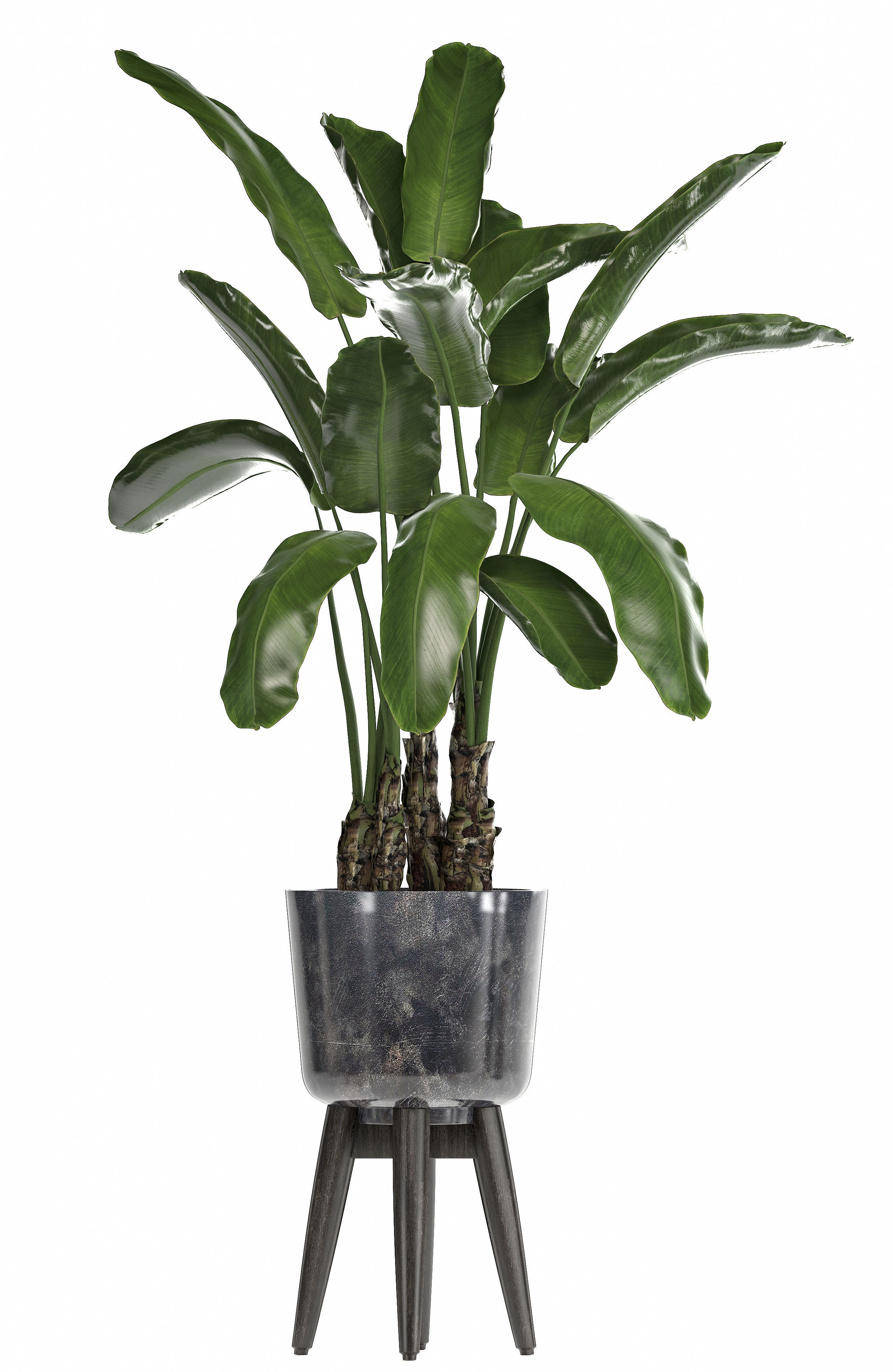 Collection of ornamental plants in pots 3D model_3