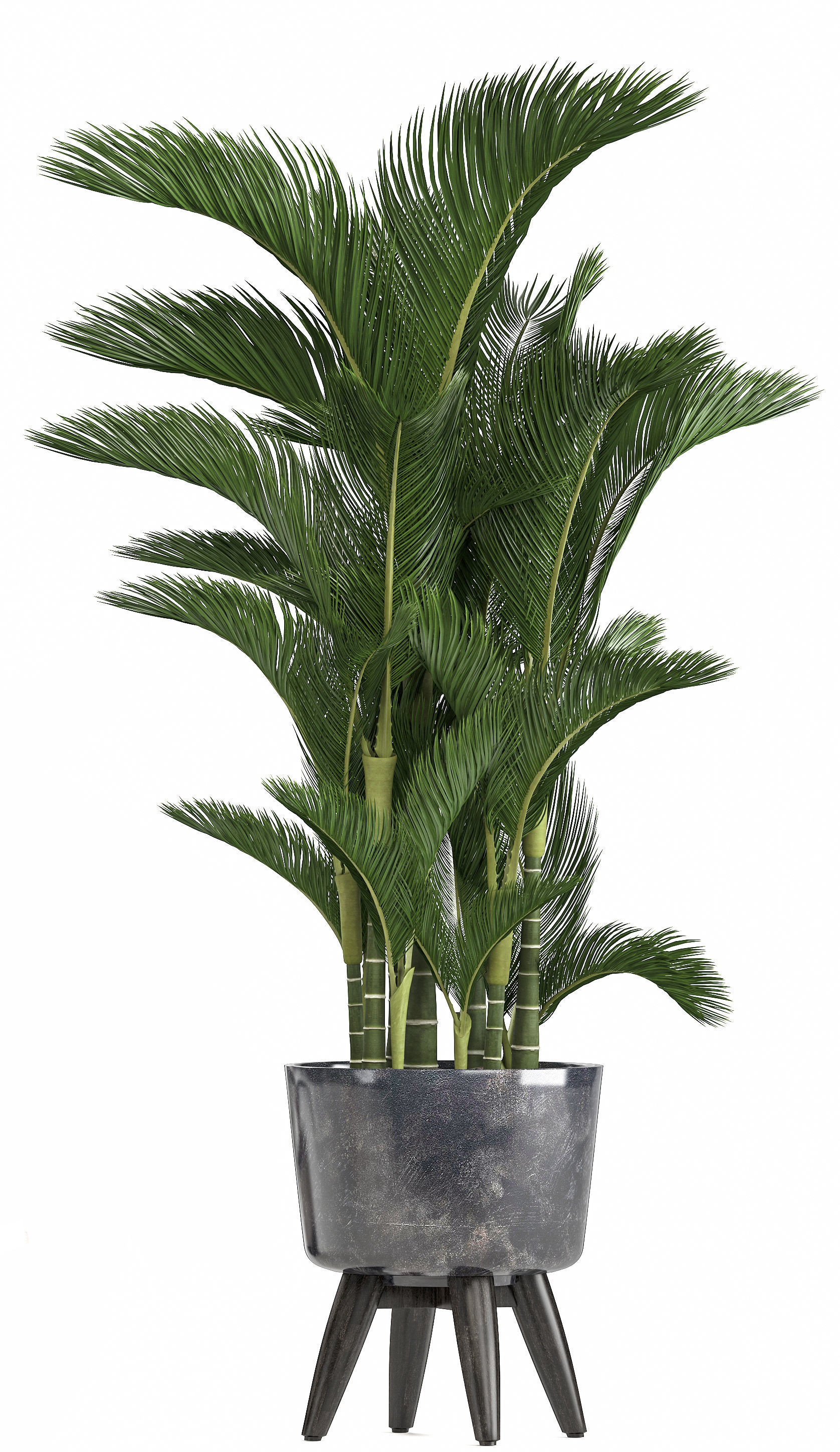 Collection of ornamental plants in pots 3D model_12