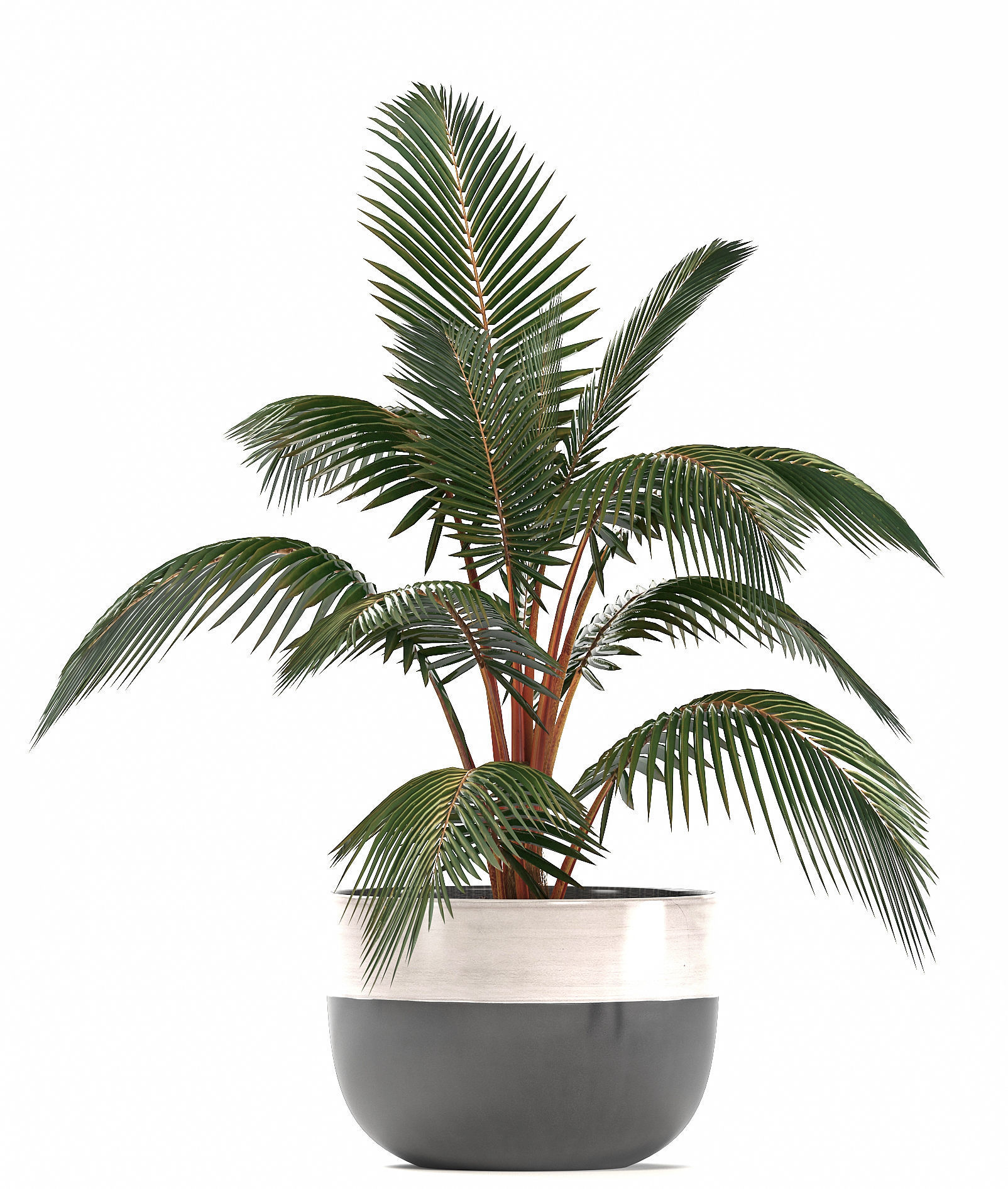 Collection of ornamental plants in pots 3D model_8