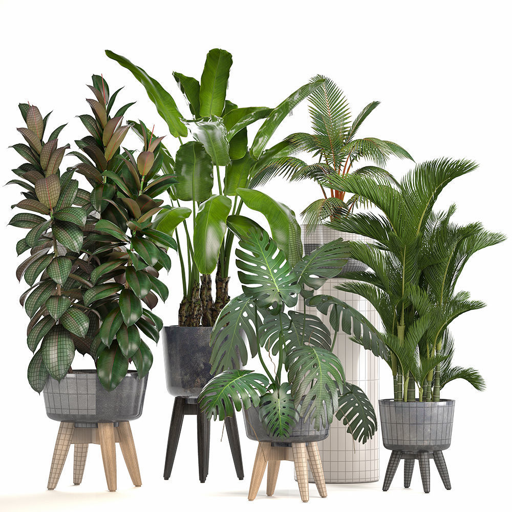 Collection of ornamental plants in pots 3D model_9