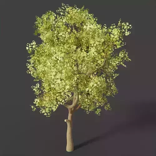 Sycamore Deciduous Tree