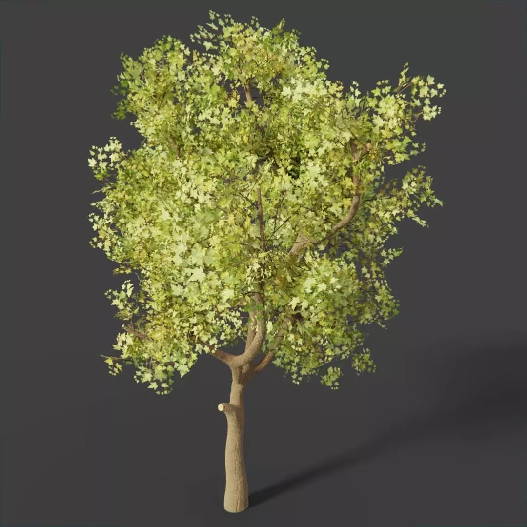 Sycamore Deciduous Tree 3D model