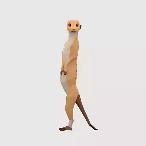 Meerkats meerkat