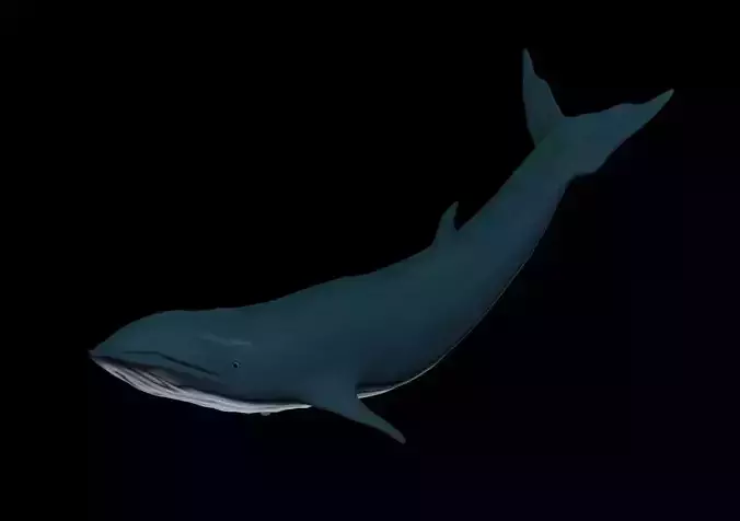 Blue Whale 3D model