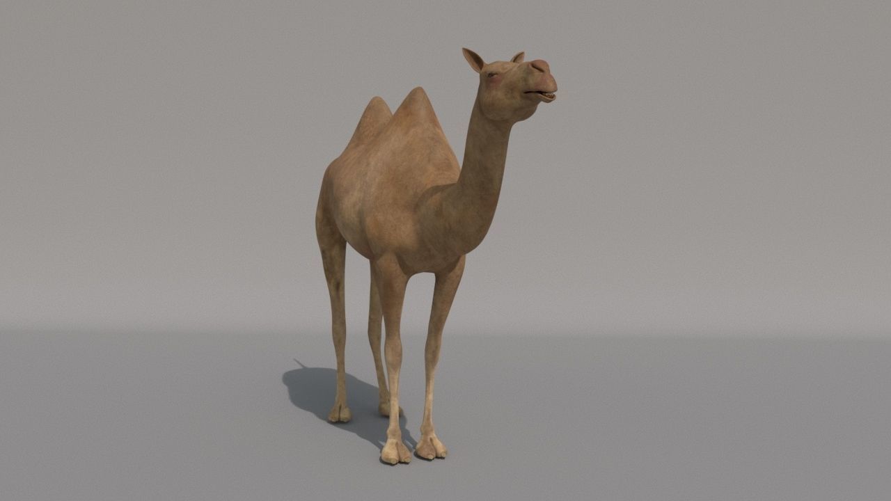 camel Low-poly 3D model_1