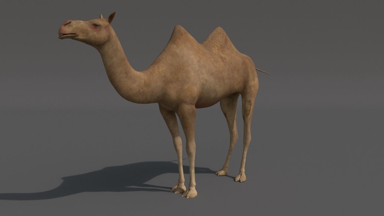 camel Low-poly 3D model_3