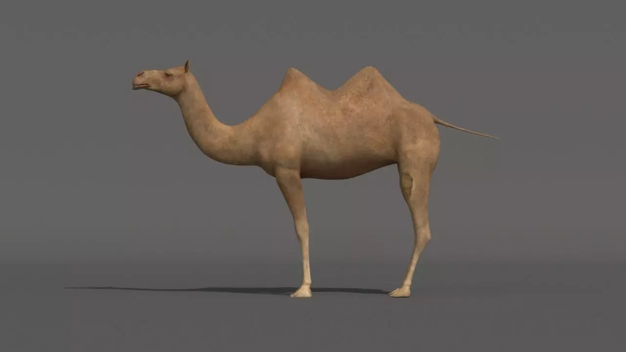 camel Low-poly 3D model_0