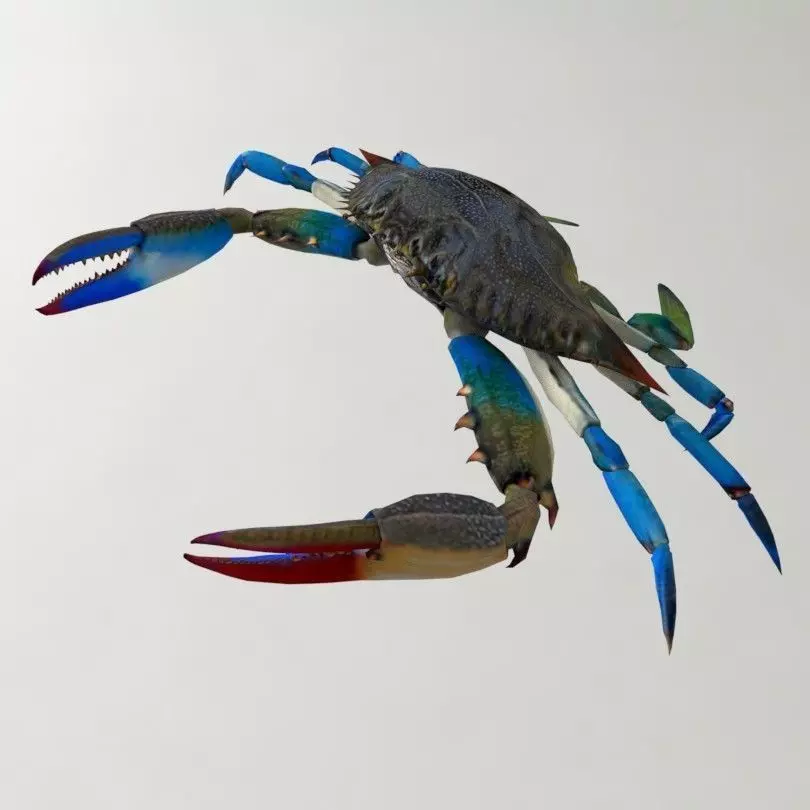 Crab 3D model Blue Crab 3D model_0
