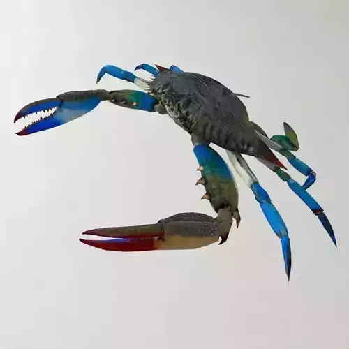 Crab 3D model Blue Crab 3D model